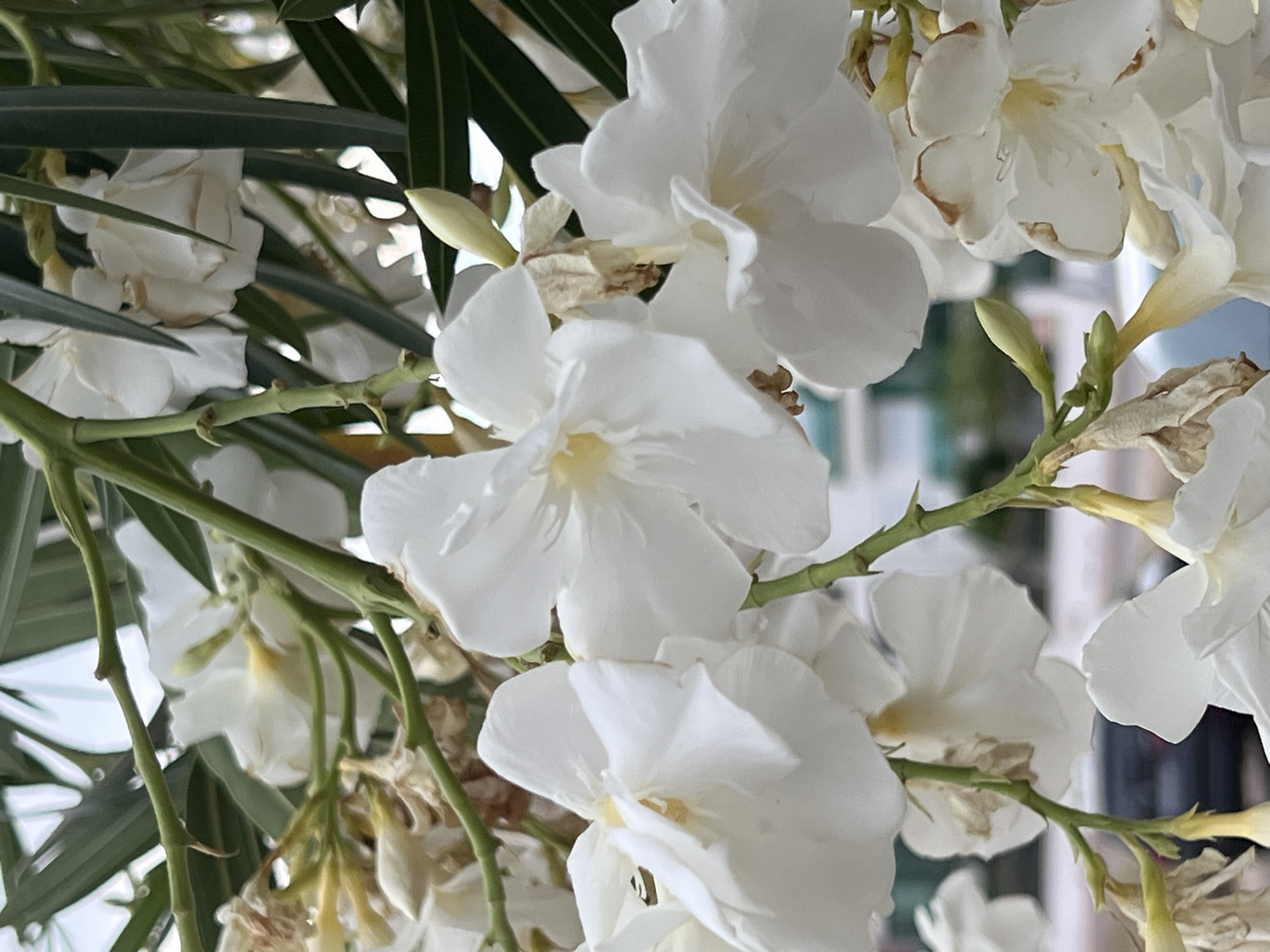 A cluster of white oleander flowers with green stems and leaves is in focus. The flowers have five petals and a yellow center. Some of the flowers are in bloom, while others are still buds. The background is blurred and appears to be an outdoor scene in Antalya, Turkey, with hints of buildings and a street. The lighting suggests it is daytime.