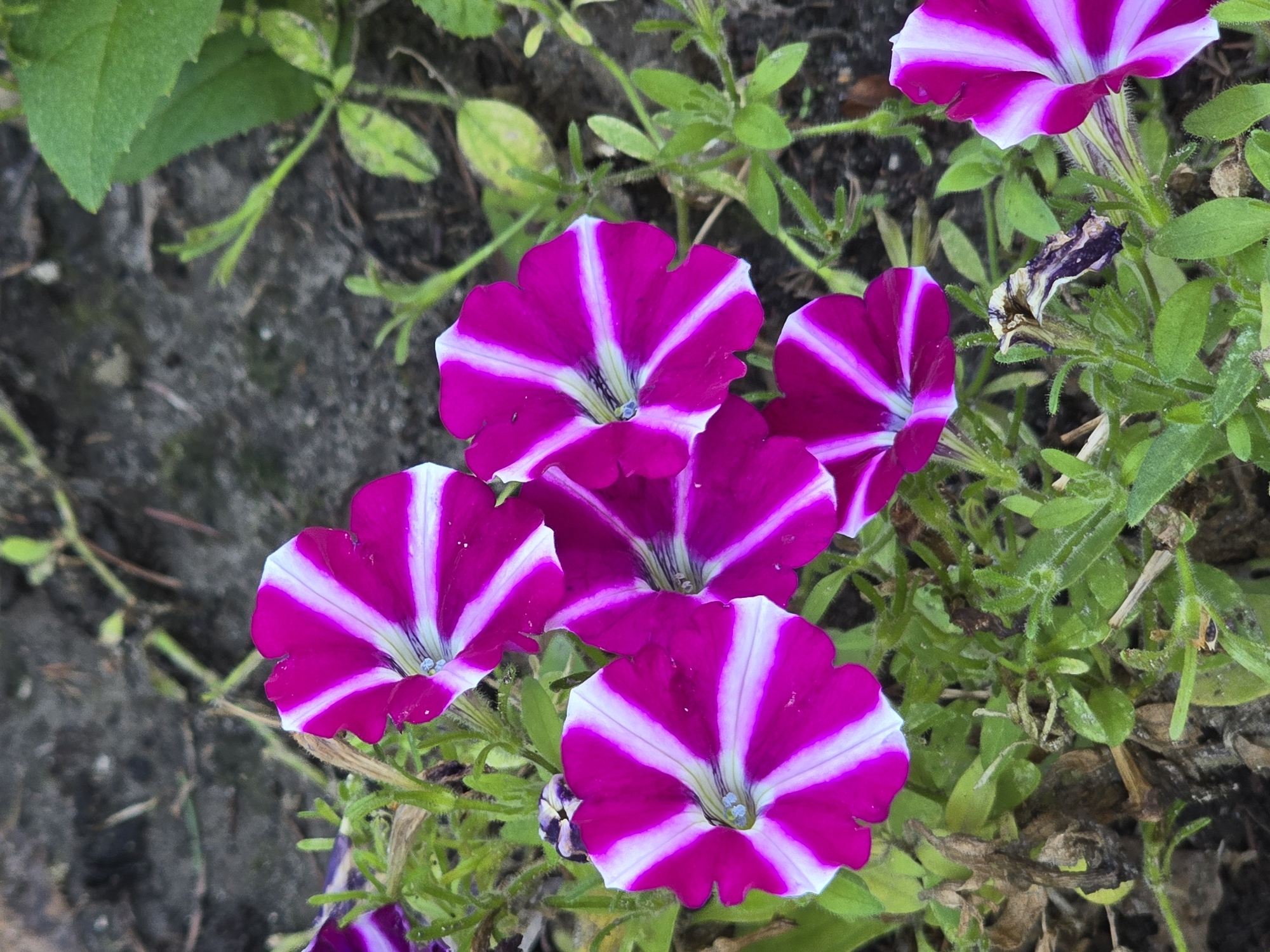 A close-up, eye-level shot showcases a cluster of vibrant petunia flowers in bloom, set against a backdrop of dark soil and green foliage. The petunias are a striking magenta with distinct white stripes radiating from their centers, creating a pinwheel effect. Several flowers are in full bloom, their petals slightly ruffled and delicate. Green stems and leaves, some appearing slightly wilted or dried, intermingle with the blossoms. The soil is dark and appears somewhat dry. The image was captured in Vyshneve, Ukraine.