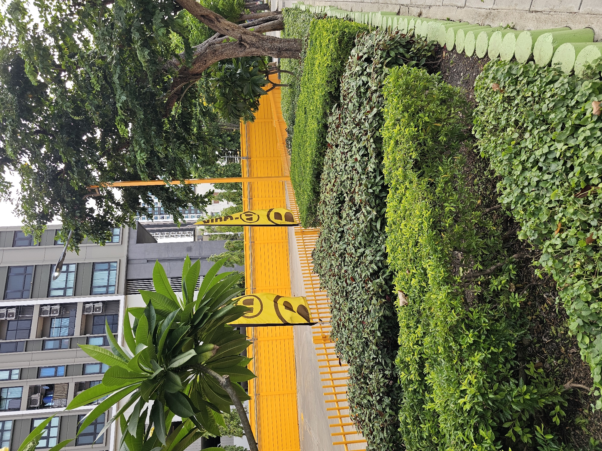 This is an outdoor, eye-level, medium shot of a streetscape in Bangkok, Thailand. In the foreground, a row of neatly trimmed green bushes lines a sidewalk. Behind the bushes is a bright yellow fence, which stretches across the background. Two yellow flags with black logos are planted in front of the fence. To the left of the flags, a large green plant with broad leaves is visible. Behind the fence, a tall modern building with multiple stories and windows stands. Trees with dense green foliage are scattered throughout the scene. The overall impression is one of urban greenery and a construction or renovation site.