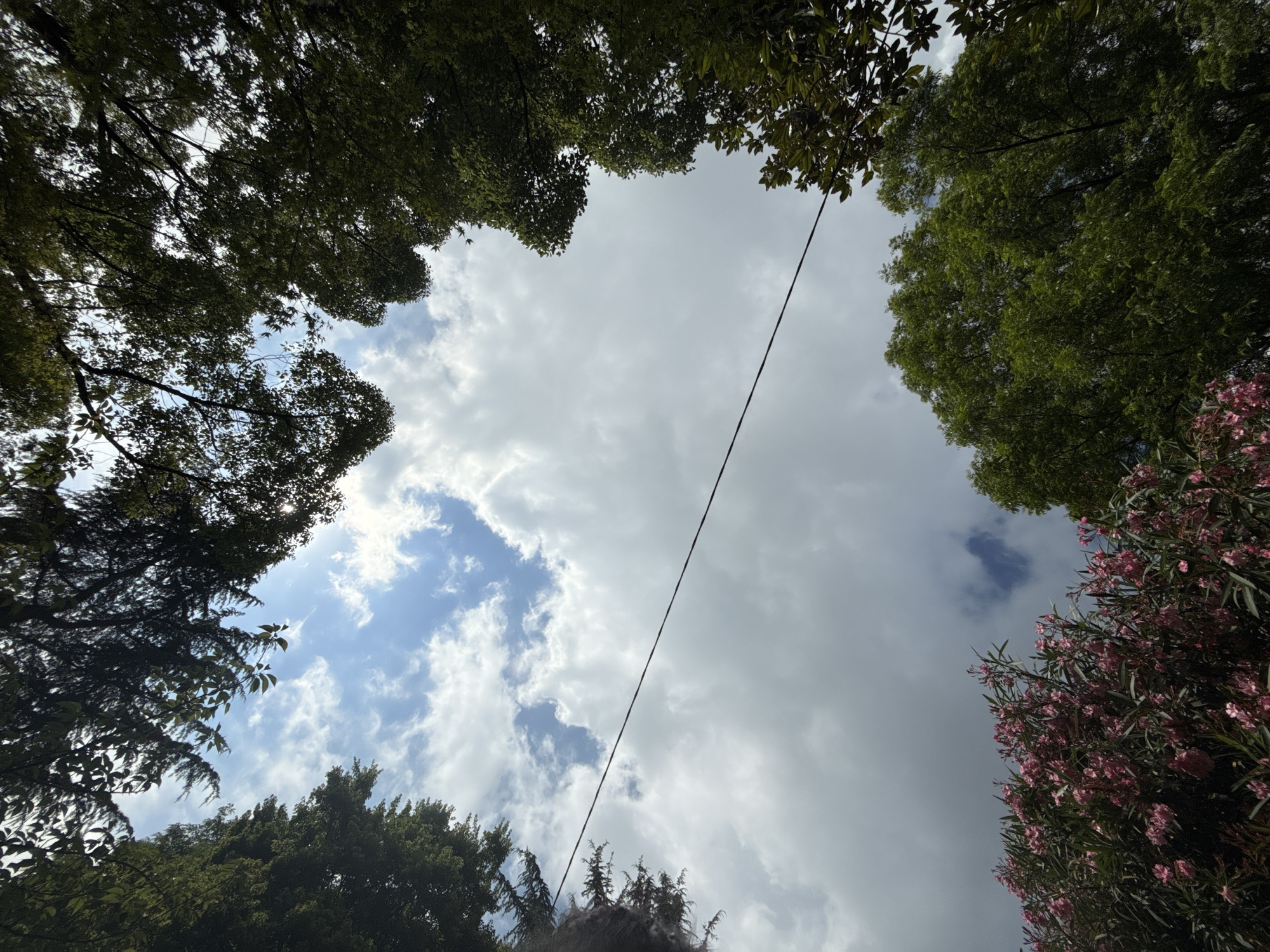 This image is a low-angle shot looking up at a cloudy sky framed by the dense foliage of trees and flowering bushes. The sky is a mix of bright white clouds and patches of blue, suggesting a dynamic and possibly changing weather pattern. A thin, dark line, likely a power line or wire, bisects the sky diagonally from the upper left to the lower right.
The foliage on the left and top of the image consists of dark green leaves of deciduous trees, with some branches visible. On the right side, a cluster of bright pink flowers on a bush adds a vibrant splash of color to the scene. The overall impression is one of being in a park or garden setting, possibly in an urban or suburban area given the presence of the wire.
The lighting suggests it is daytime, likely late morning or afternoon, as sunlight filters through the clouds and leaves, creating some dappled light effects. The weather appears to be partly cloudy, with the clouds obscuring direct sunlight in many areas but also allowing for bright sky to show through. The scene evokes a sense of nature's presence within a built environment.
No people are visible in the image, and there is no discernible text. The location context provided is Sochi, Russia.