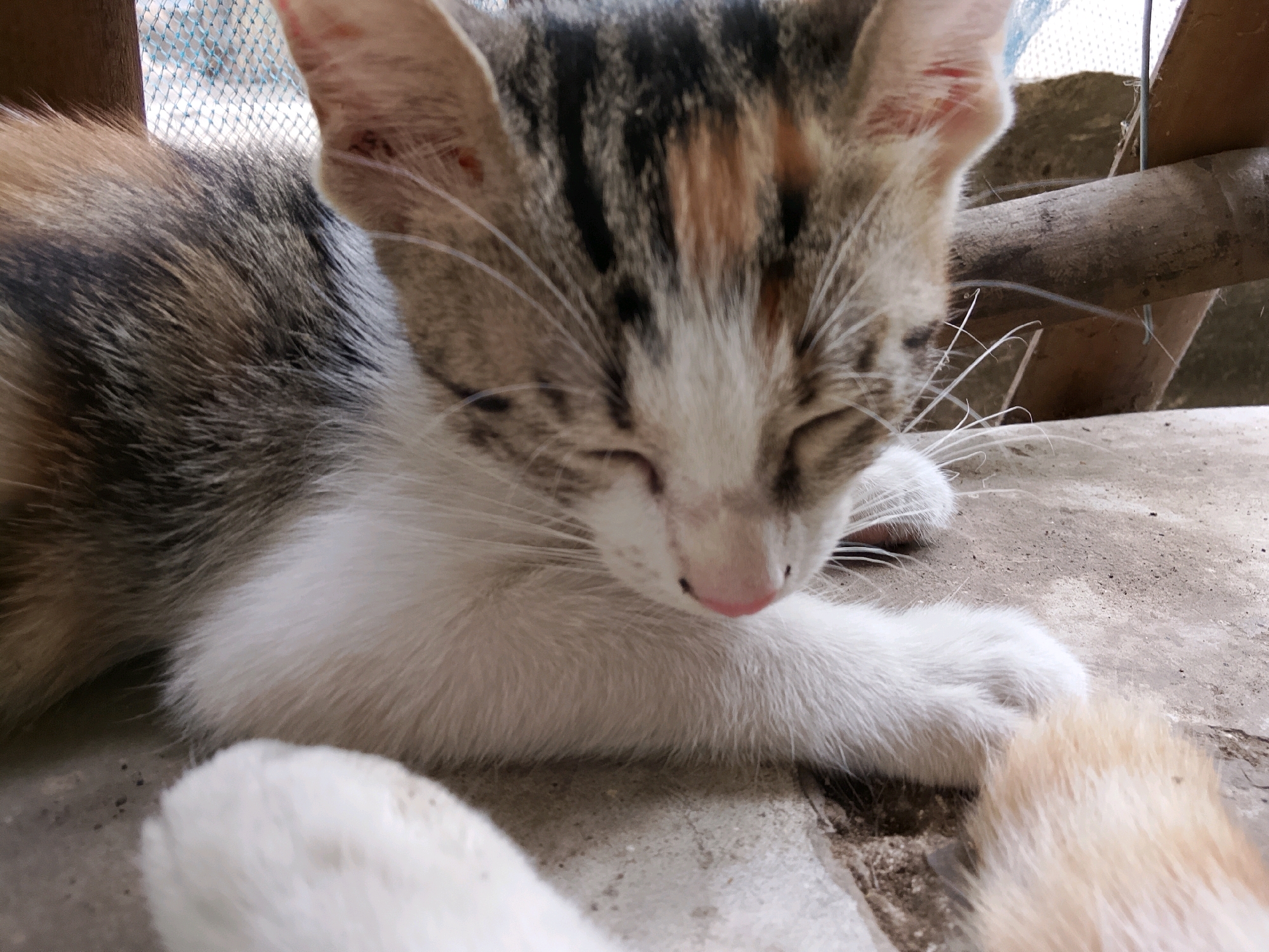 A calico kitten is lying down with its eyes closed, its face turned slightly to the right. Its fur is a mix of white, brown, and black. The kitten is on a concrete surface, with a wooden beam visible in the background, suggesting an outdoor or semi-outdoor setting, possibly a patio or a simple shelter. The overall impression is one of rest or sleep. The image does not provide specific clues about its location within Cirebon, Indonesia, beyond the general suggestion of a tropical or subtropical environment due to the kitten's fur and the open-air setting.