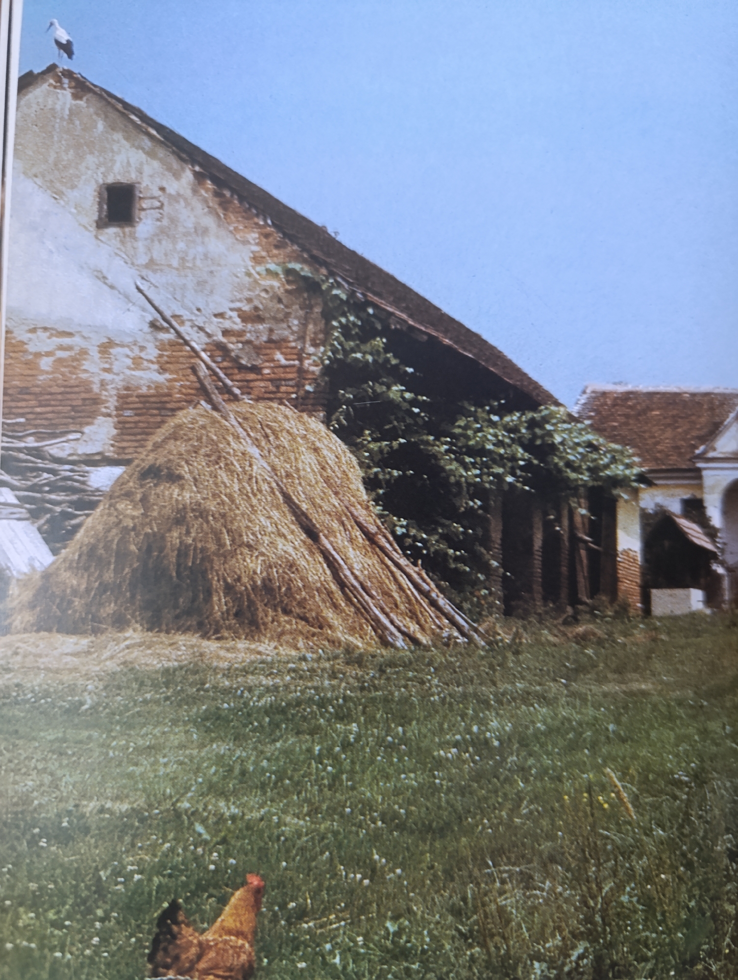 A full shot captures a rural scene with a barn, haystack, and a chicken in a grassy field under a clear blue sky. A stork stands atop the weathered, whitewashed barn with exposed brickwork and a small, dark window. Leaning against the barn is a large, golden haystack supported by wooden poles. Overgrown green foliage clings to the side of the barn. Adjacent to the barn, another building with a red tiled roof is partially visible, featuring an arched entryway and a smaller, angled roof structure. In the foreground, a brown and black chicken pecks at the ground in the verdant, clover-dotted grass.