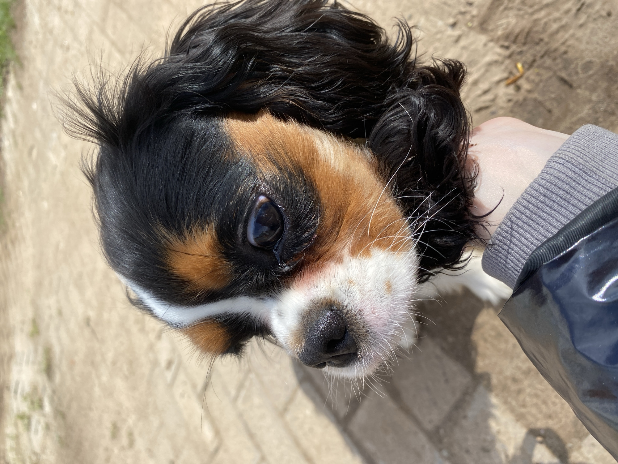 A close-up, upward-angle shot shows a Cavalier King Charles Spaniel dog with a tricolor coat (black, tan, and white). The dog is looking up towards the camera. Part of a person's hand is visible on the right side of the frame, wearing a grey sweater with a shiny, darker jacket. The background appears to be a concrete or stone surface. The location, Votkinsk, Russia, cannot be determined from the visual information provided.