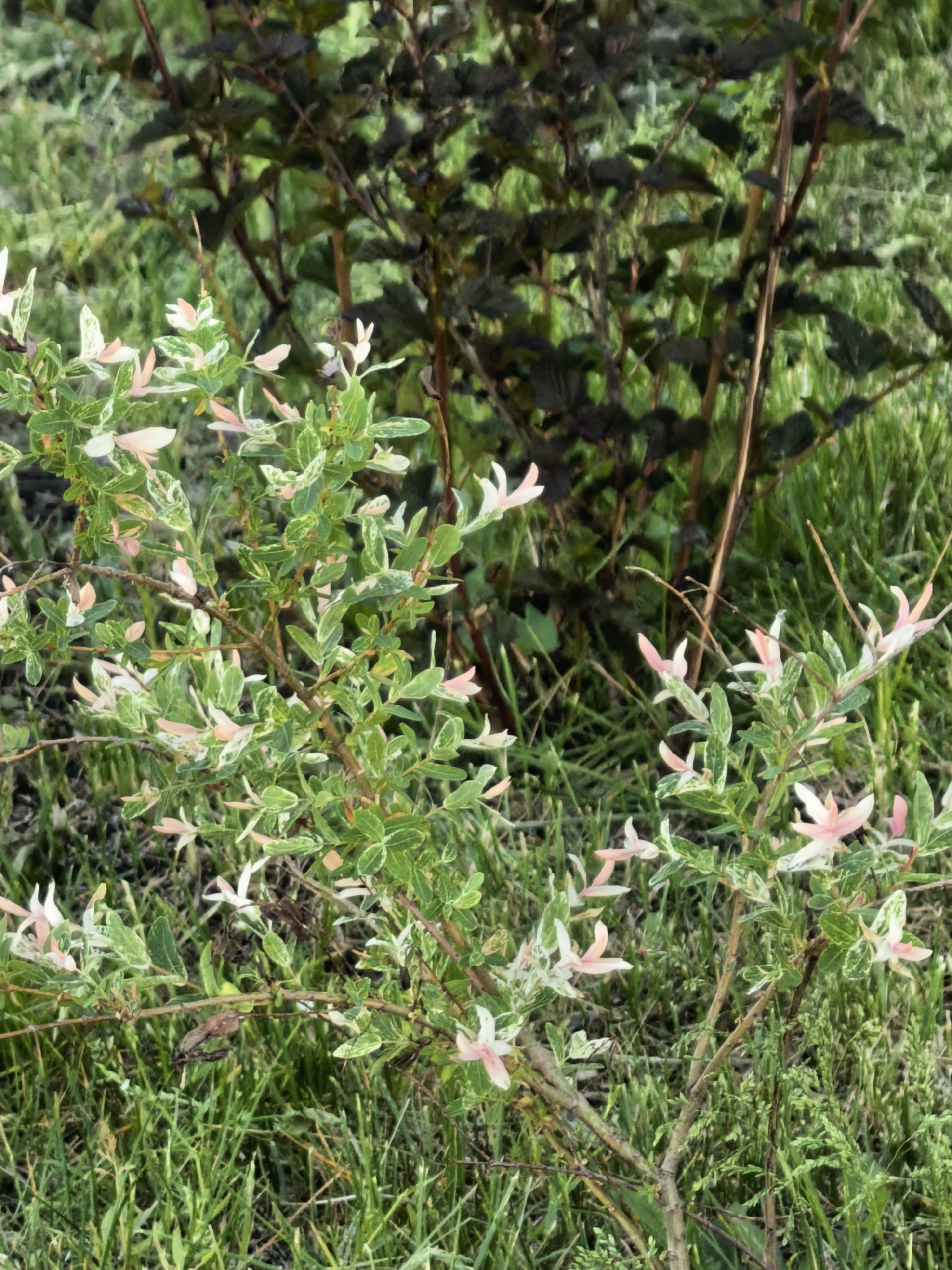 The image depicts two bushes growing in an grassy area. The bush in the foreground is smaller, with green and white variegated leaves and some pink-tinged new growth. The bush in the background is taller and has darker leaves. The grass is a mix of green shades and includes some taller strands. The location is Sterlitamak, Russia.