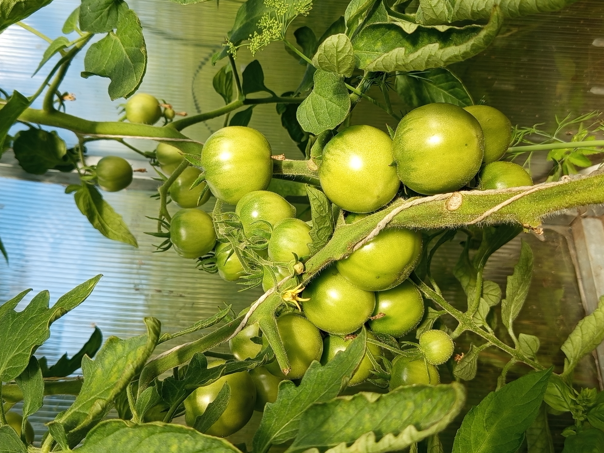 In the city of Ostrovtsy, Russia, a cluster of unripe green tomatoes hangs from a vine within a greenhouse. The tomatoes are in various stages of development, with some larger and rounder, while others are smaller and more oblong. They are suspended by thin stems, some with visible fuzzy hairs, and attached to a thick, green vine. Green leaves of the tomato plant are abundant, some overlapping and creating shadows. A single small yellow tomato blossom is visible among the fruits. The background is composed of translucent corrugated plastic, allowing diffused light to filter through. The overall impression is of a healthy, growing tomato plant in a controlled environment. There are no people or animals visible in the image.