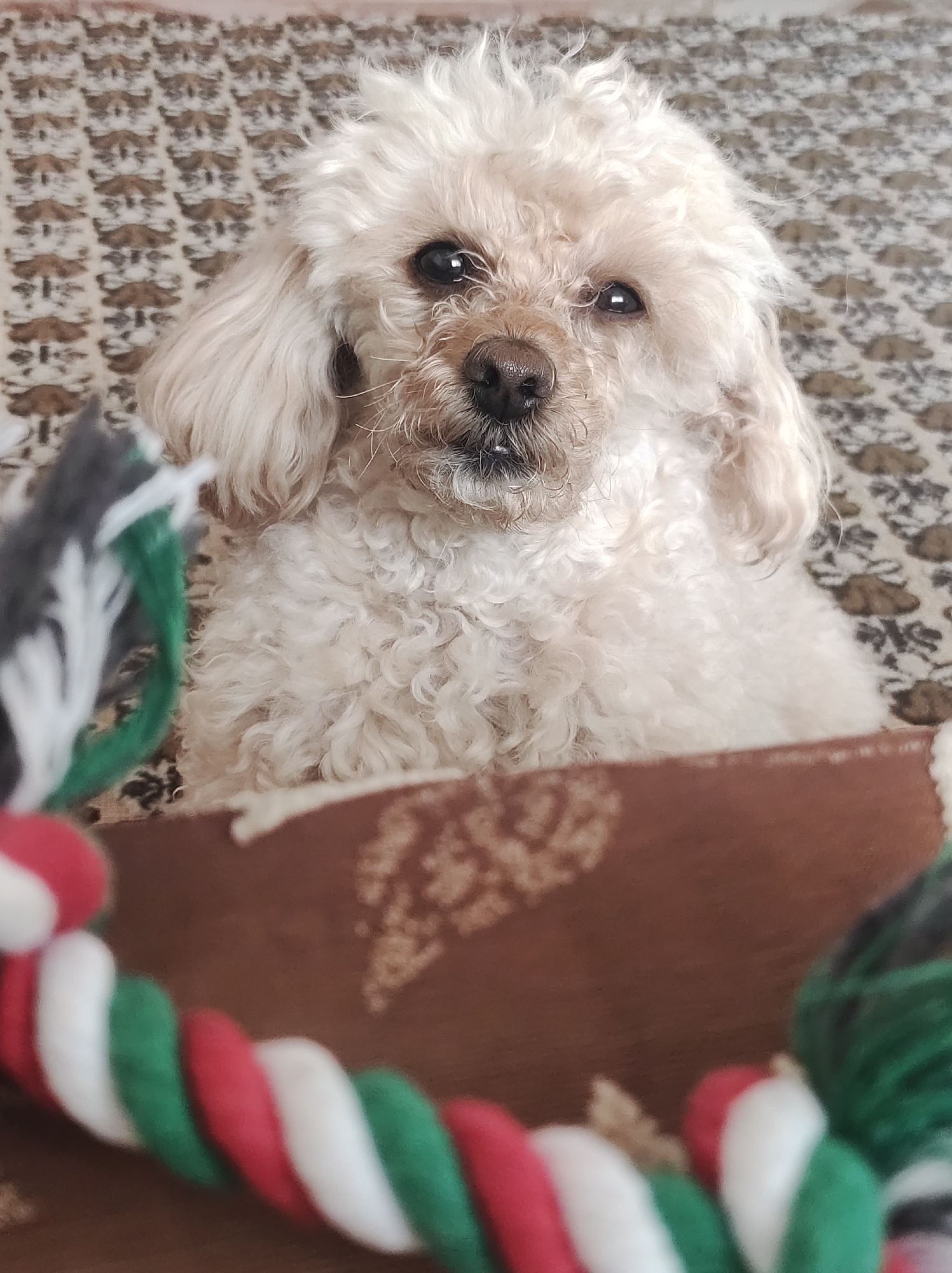 A cream-colored poodle is looking directly at the camera. The dog is positioned behind a brown object with faded white patterns. In the foreground, a twisted rope toy with red, white, and green stripes is visible. The background consists of a patterned beige and brown surface. The location is not discernible from the image.