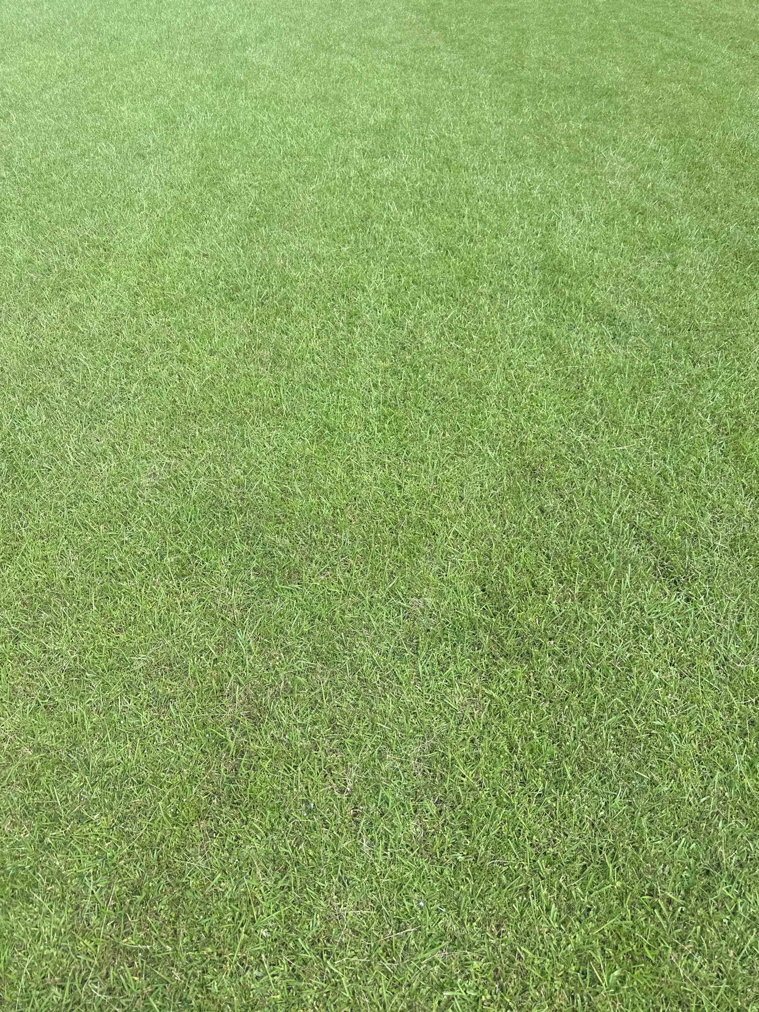 The image shows a close-up, top-down view of a lush, green lawn. The grass appears to be well-maintained and uniformly cut, with no visible signs of wear or damage. The lighting suggests it is daytime, with soft, diffused light creating subtle shadows. The environment is an outdoor, open space, likely a park, garden, or sports field. There are no people, animals, or distinct objects visible in the frame, making the focus solely on the texture and color of the grass. The location is identified as Gokarneshwar, Nepal, implying this is a common scene in an area with ample green spaces.
