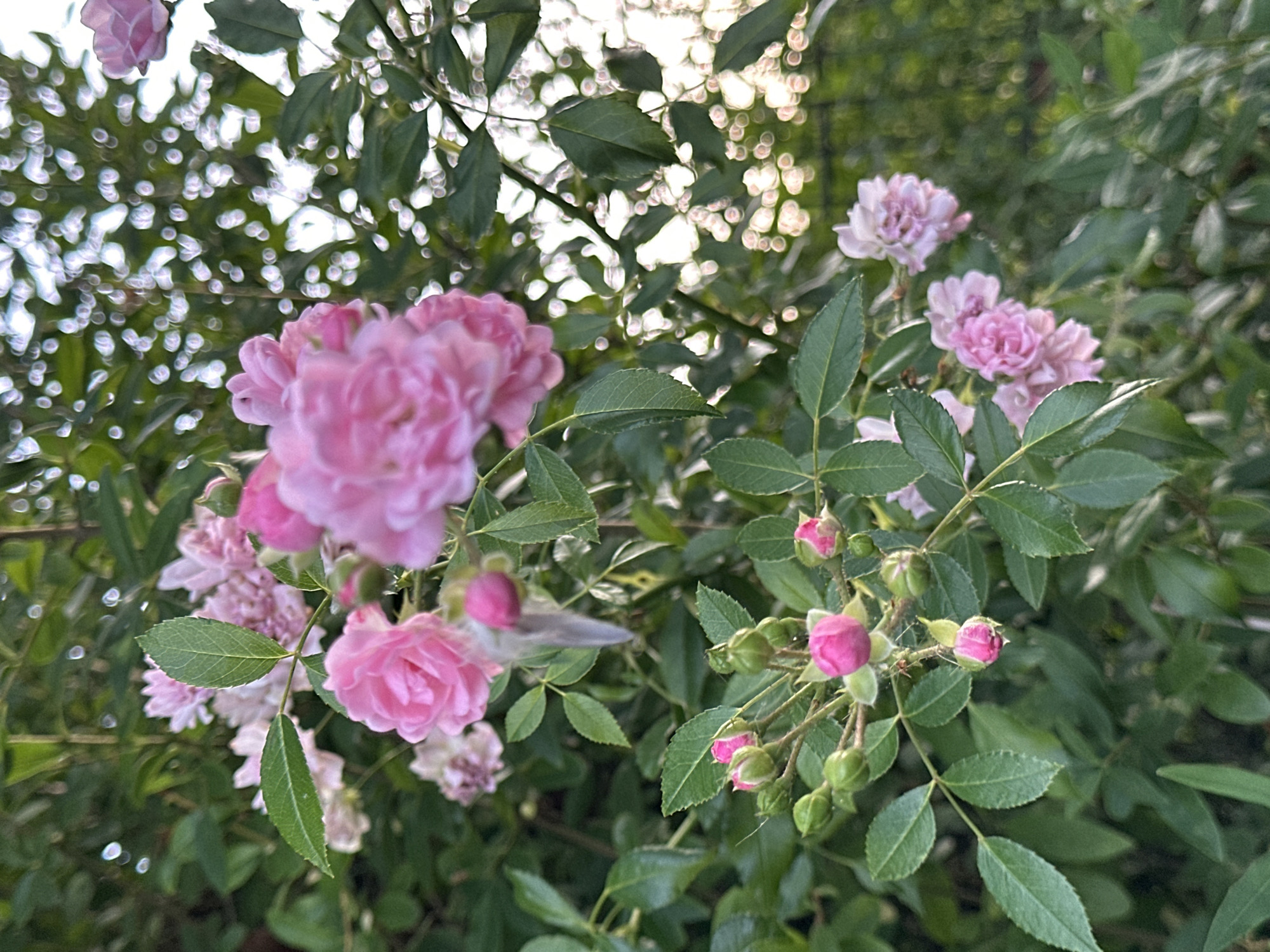 A close-up, vertical shot features several pink roses and buds on a branch, surrounded by dark green foliage. The background is out of focus with a bokeh effect of light circles. A single, grey feather is visible, suspended in the air near some of the roses. The scene appears to be outdoors, likely in a garden. The location is not specified in the image or provided context.
