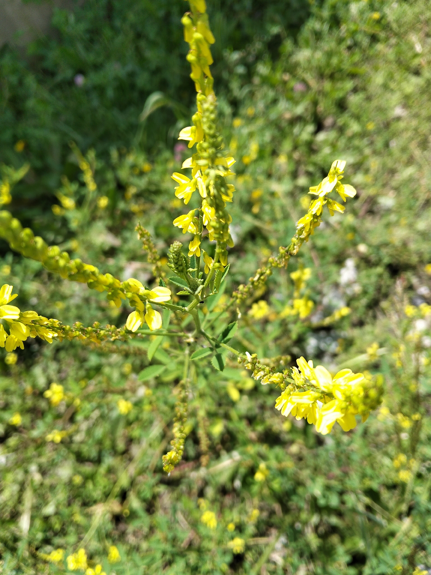 An upright stalk of small yellow flowers with green stems and leaves is centered in the frame, angled slightly to the right. The flowers are clustered along the stalk, with individual blossoms appearing tubular and slightly open, revealing lighter yellow or white interiors. The background is a blur of green vegetation, likely grass and other plants, with scattered smaller yellow flowers. The lighting suggests a bright, sunny day. The image does not contain any people, actions, or interactions. It is a close-up view of a plant in a natural outdoor environment. The location is At-Bashy, Kyrgyzstan.