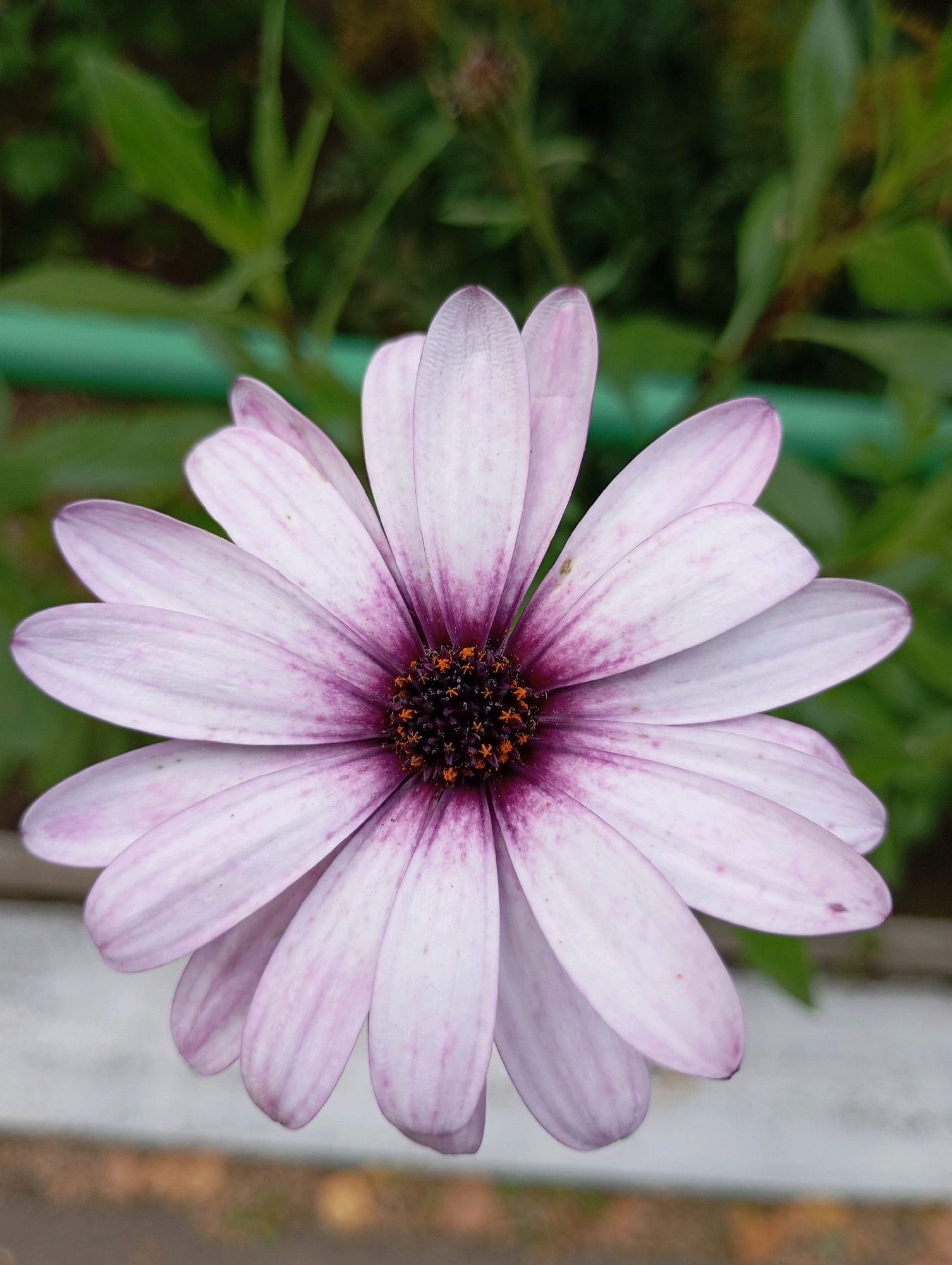 A close-up, top-down view of a pale purple daisy with a dark purple center and bright orange stamens is captured. The petals exhibit faint purple veining. The flower is positioned against a softly blurred background of green foliage, a hint of a turquoise railing, and a lighter, out-of-focus area suggesting a bench or pathway. The image appears to have been taken outdoors, likely in a garden or park setting within the city of Chaikovsky, Russia. No people or specific actions are depicted.