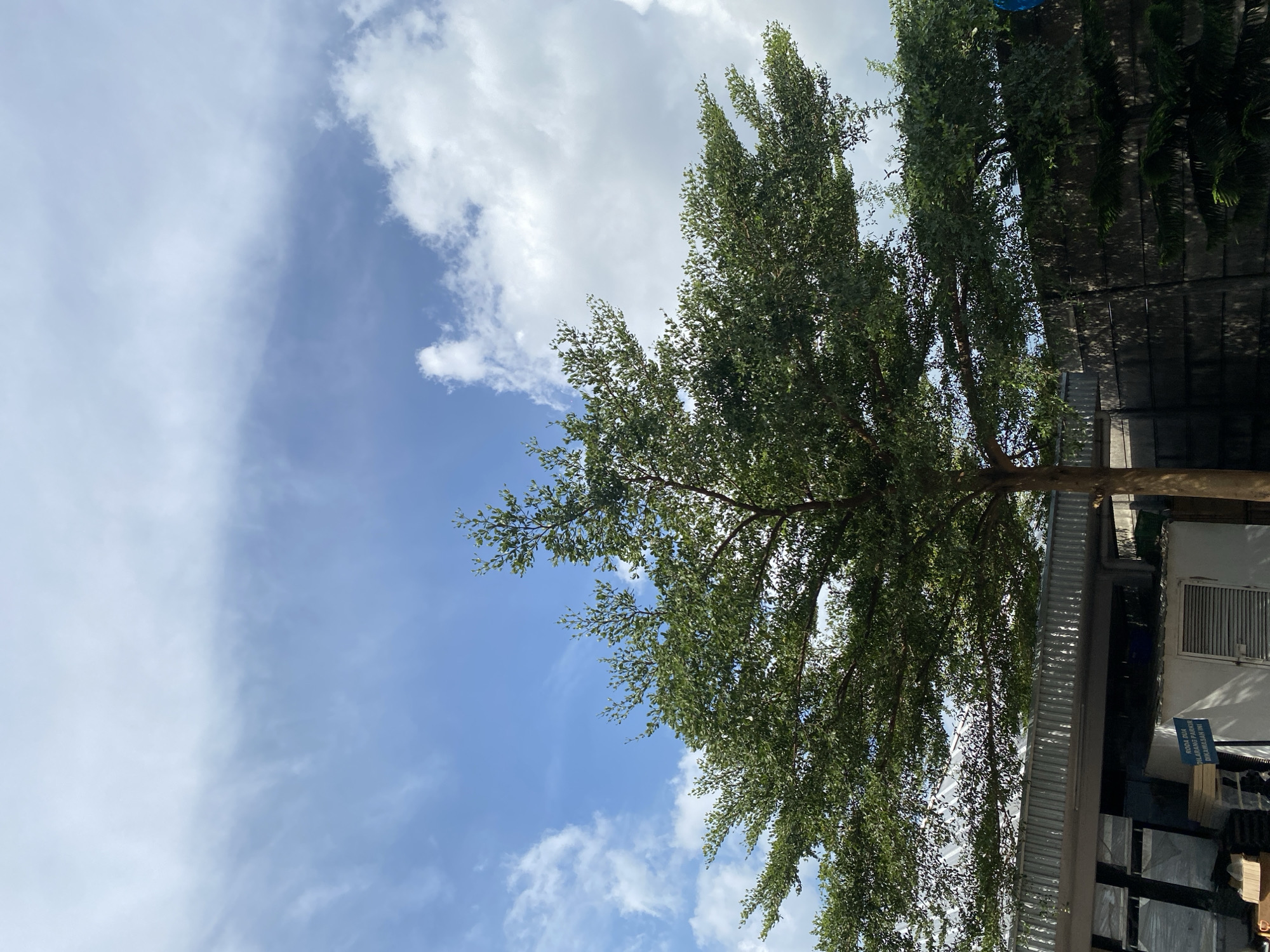 A medium shot captures a broad, leafy green tree against a bright blue sky filled with white clouds in Gambut Barat, Indonesia. The tree's branches spread out horizontally, with dense foliage. Below the tree, a low-rise building with a corrugated metal roof is visible, along with a section of a dark, textured wall and some stacked materials. A small blue sign with white text is partially visible on a white structure in the foreground. The scene appears to be outdoors, possibly in an industrial or commercial area, given the building and wall.