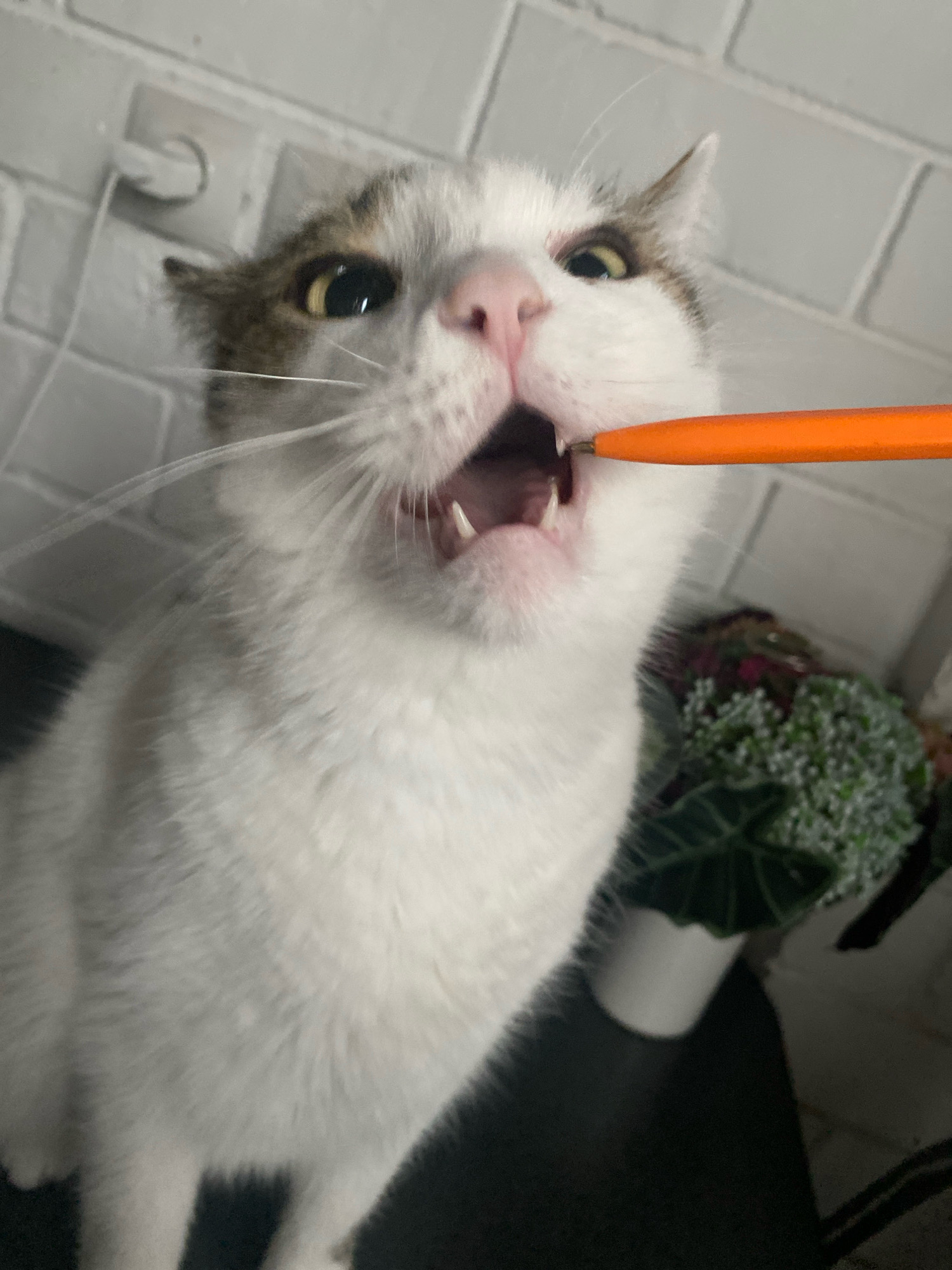A close-up, low-angle, eye-level shot shows a white cat with grey tabby markings biting down on an orange pen. The cat's mouth is open, revealing its teeth. Its eyes are wide and focused on the pen. The background is blurred, but appears to be a tiled wall and a potted plant. The image was taken indoors.