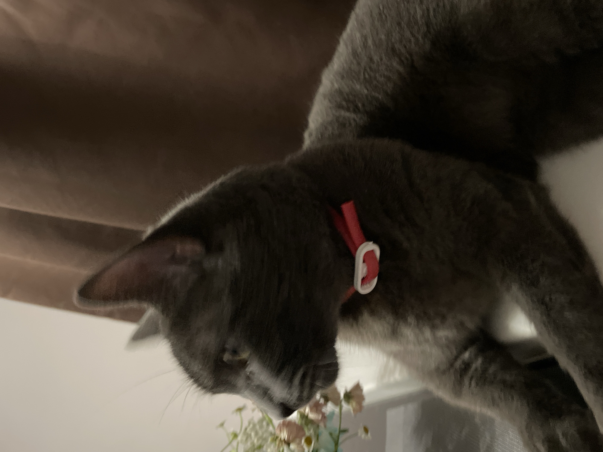 A close-up, profile view of a grey cat wearing a red collar with a white heart-shaped buckle. The cat's head is turned to the left, with its eyes looking in the same direction. In the background, a brown curtain is visible, and to the left, a blurry arrangement of small flowers and greenery can be seen. The image appears to be taken indoors. There is no information in the image to suggest a location in Sochi, Russia.