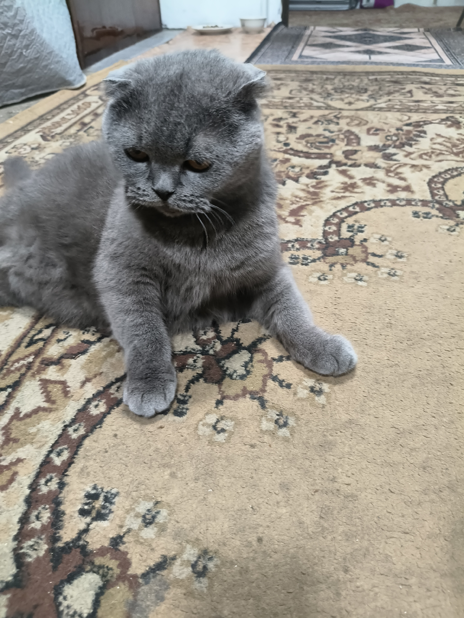 A grey Scottish Fold cat sits on a patterned carpet. The cat is facing forward with its head tilted down and to the left. Its ears are folded forward. The cat's front paws are extended forward. The carpet has a beige background with brown and black intricate patterns. In the background, there is a grey blanket on the left and two rugs with geometric patterns on the right. The lighting is dim.