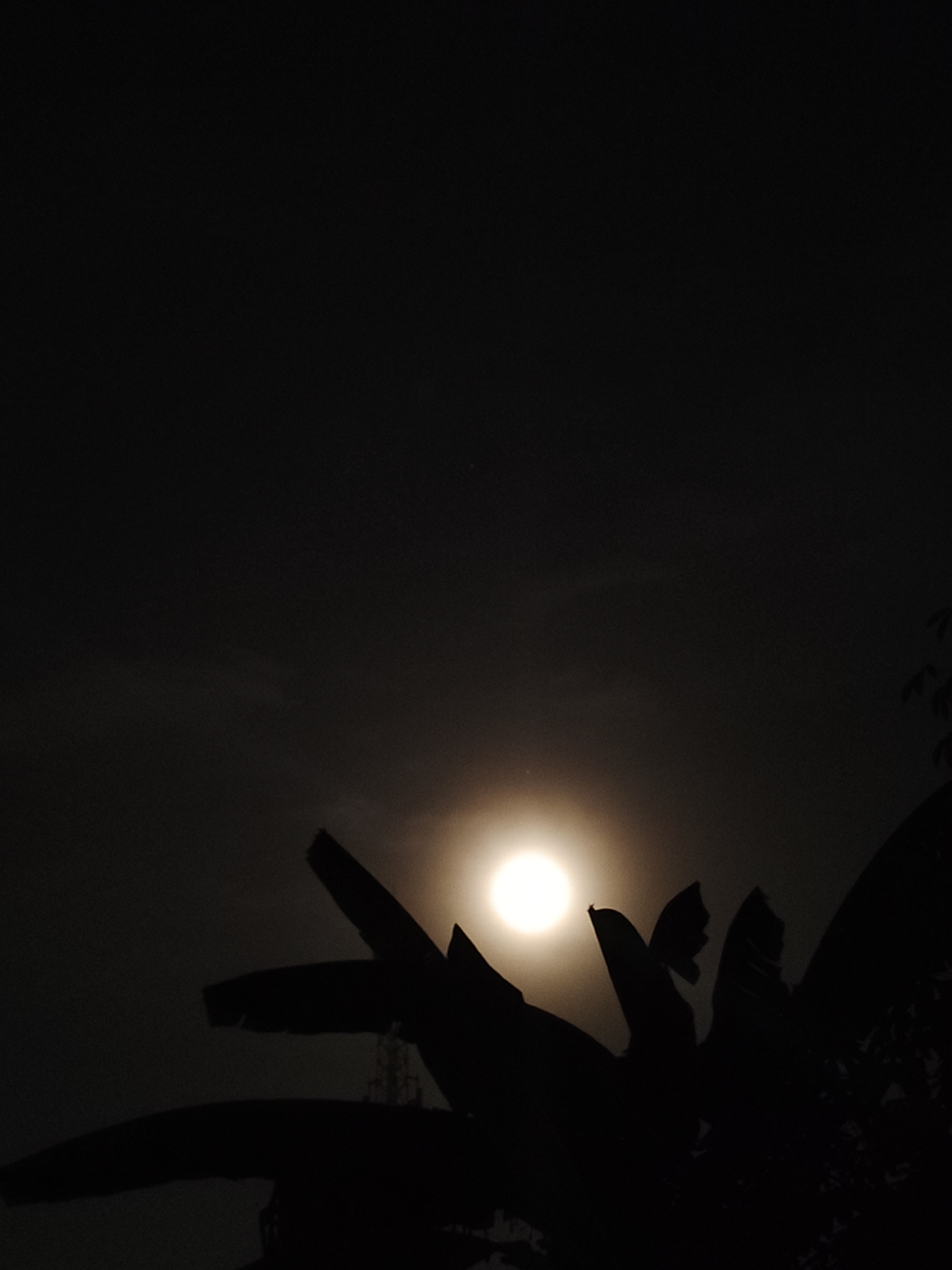 The image depicts a night scene, likely in Lhokseumawe, Indonesia, given the prompt. A bright, full moon is the primary source of light, illuminating the sky with a hazy glow. The silhouetted leaves of a banana plant are prominent in the foreground, partially obscuring the moon. Other indistinct vegetation is also silhouetted on the right side of the frame. The sky above the moon is a gradient of dark to light grey, indicating atmospheric haze or light pollution. There are no visible people or distinct objects other than the moon and vegetation. The overall impression is a dark, moonlit scene with tropical foliage.