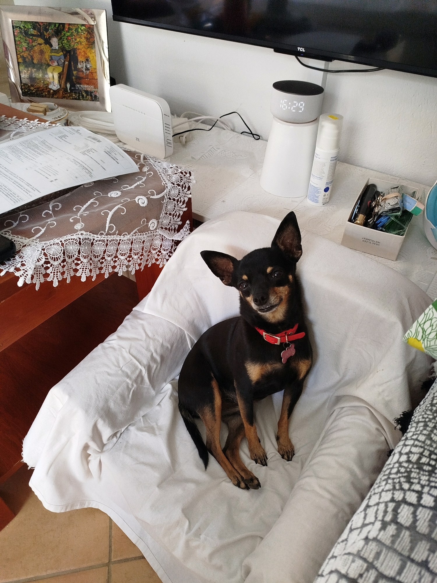 A small black and tan dog is sitting on a white-covered surface, possibly a chair or bed, in an indoor setting. The dog is facing forward and looking at the camera, with a red collar and a bone-shaped tag. The background includes a table with various objects such as a framed picture, a white router, a digital clock displaying 16:29, and a box of items. A portion of a black television screen is visible at the top of the image. The overall scene appears to be a domestic environment.