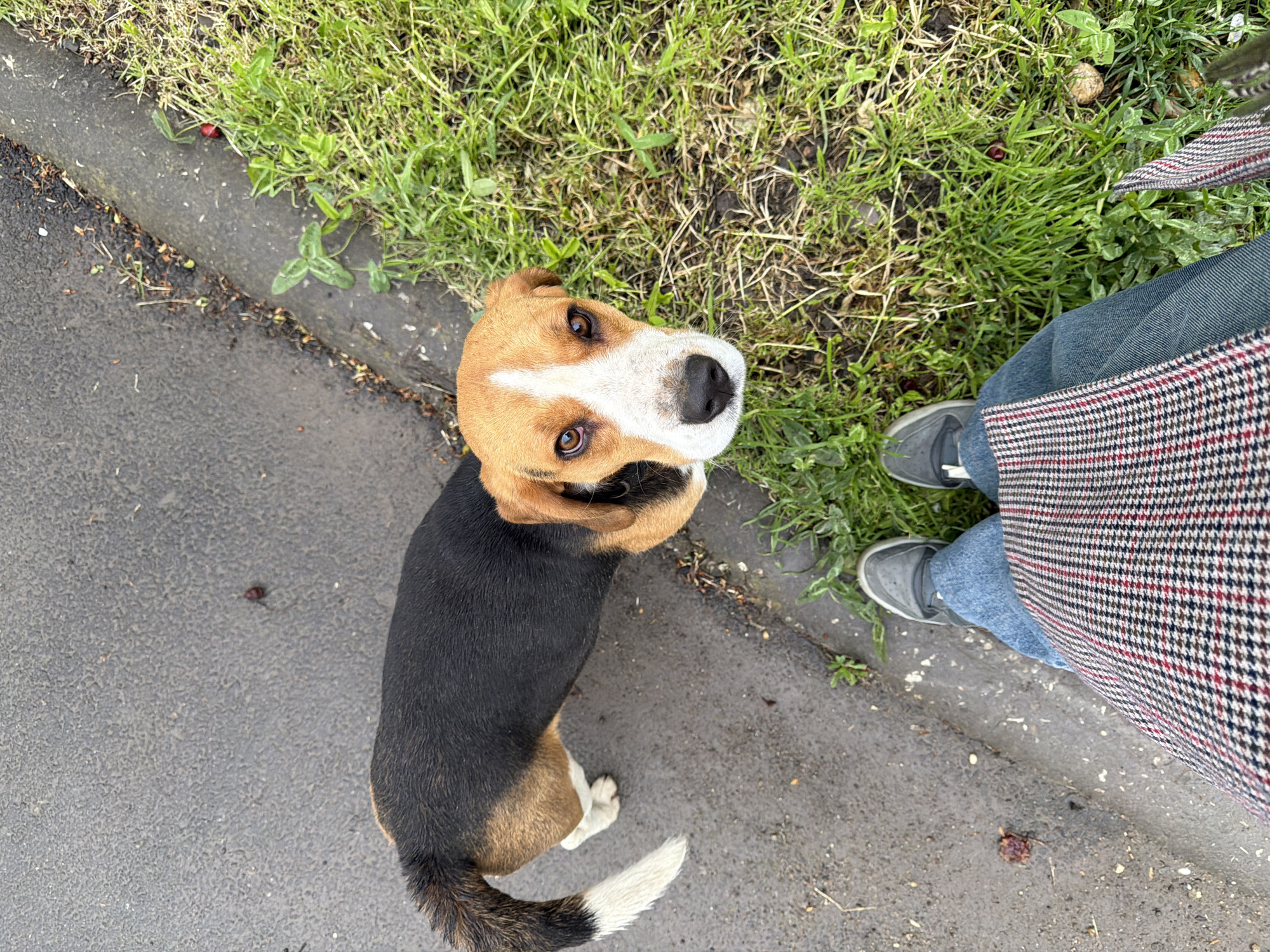A dog, a tri-color beagle with a predominantly black back and a white-tipped tail, stands on a gray asphalt surface next to a curb. The dog is looking up towards the camera. Adjacent to the asphalt is a patch of green grass. A person stands near the grass; their lower body is visible, clad in blue jeans, gray sneakers with white laces, and a long coat with a red, white, and black patterned fabric. The coat is partially visible, occupying the right side of the frame. The location, Yuzhny, Russia, is not determinable from this image.