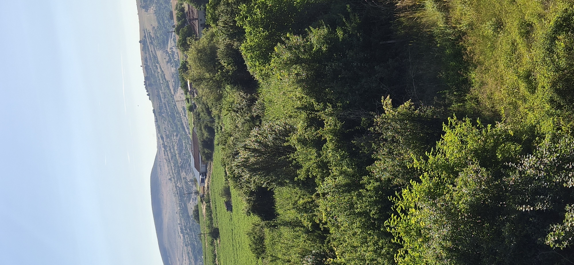 The image depicts a rural landscape in Radilovo, Bulgaria, under a clear blue sky. In the foreground, dense green foliage and trees dominate the scene, with patches of sunlight illuminating the leaves. To the left of the foreground, a field of vibrant green crops extends into the midground. In the midground, a cluster of buildings with reddish-brown roofs and light-colored walls is visible amidst the trees. Further in the background, rolling hills covered in sparse vegetation and trees stretch towards the horizon, with a larger, barren hill forming the most distant element of the landscape. The overall impression is one of a serene, sunlit countryside.