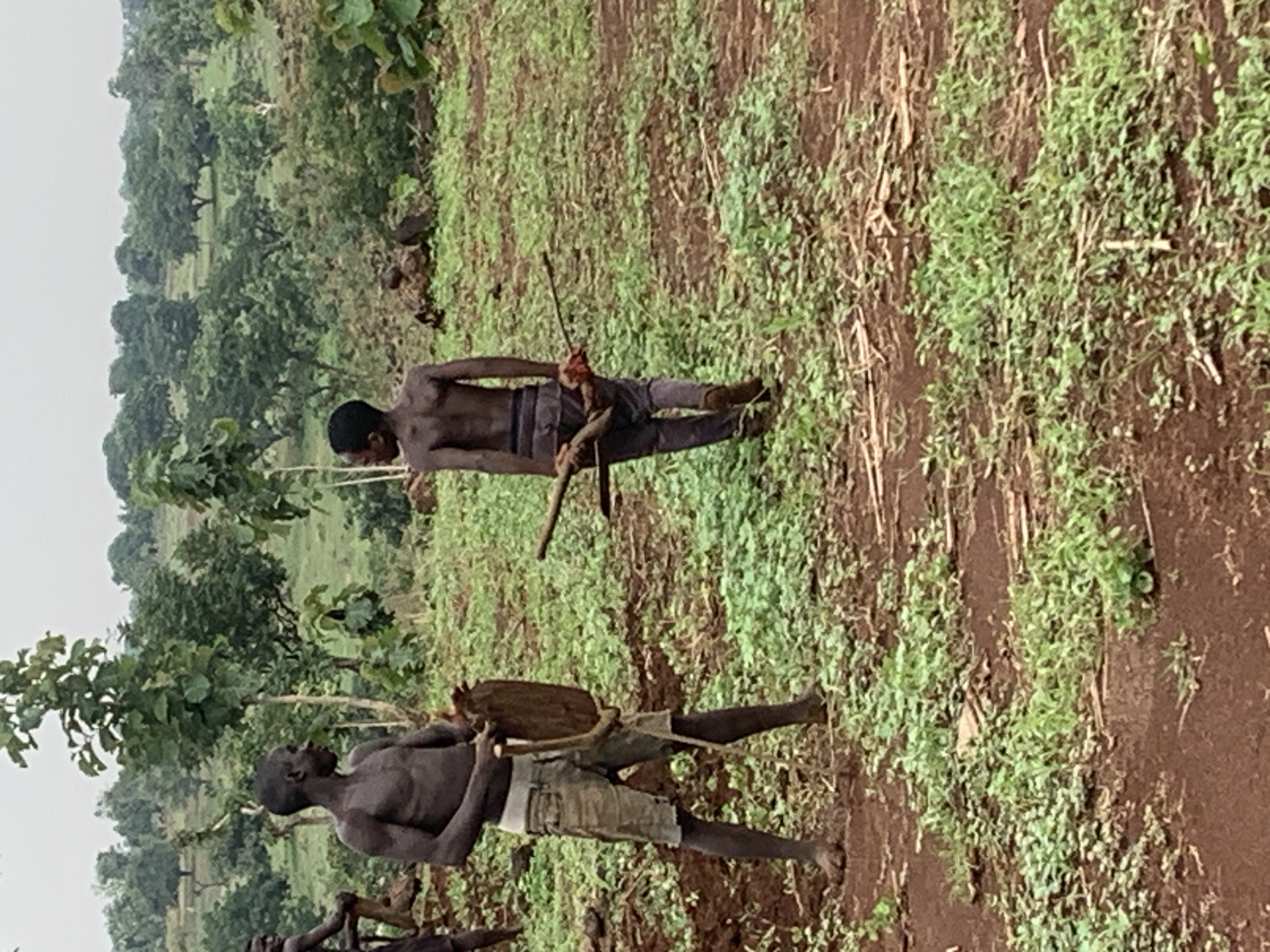 In an outdoor scene in Agban, Nigeria, two dark-skinned men are working in a field. The field has rows of dirt and patches of green vegetation. In the background, there are trees and an overcast sky.
The first man is shirtless and wearing dark pants. He is carrying a wooden tool and what appears to be a dead animal, possibly a bird, on a stick.
The second man is also shirtless and wearing shorts with a white band. He is carrying a large, circular object, possibly a shield or a container. He also has a rope around his torso.
The men are standing in the field. The first man seems to be carrying tools and a dead animal, and the second man carries a large round object.