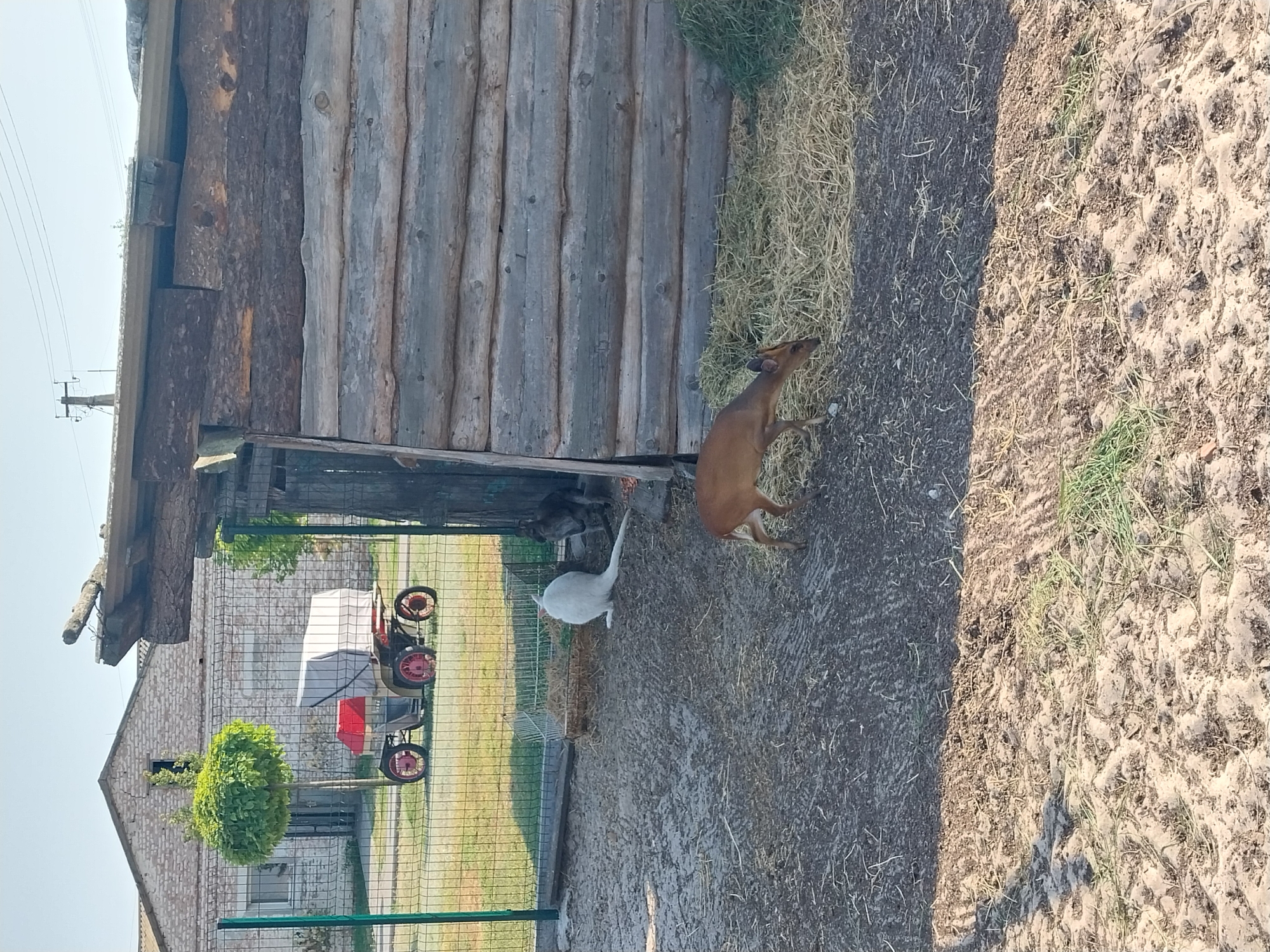 In Yelyzavetivka, Ukraine, a rustic wooden structure with a rough-hewn log exterior and a corrugated metal roof sits adjacent to a wire fence. Inside or near the structure, a small, brown deer-like animal is grazing on straw. A white rabbit or hare is also present, sitting in the dirt. In the background, a building with light-colored brickwork and a pitched roof is visible, along with a decorative topiary tree and a vintage red and white vehicle with large wheels. The ground is a mixture of dirt, sand, and scattered straw.