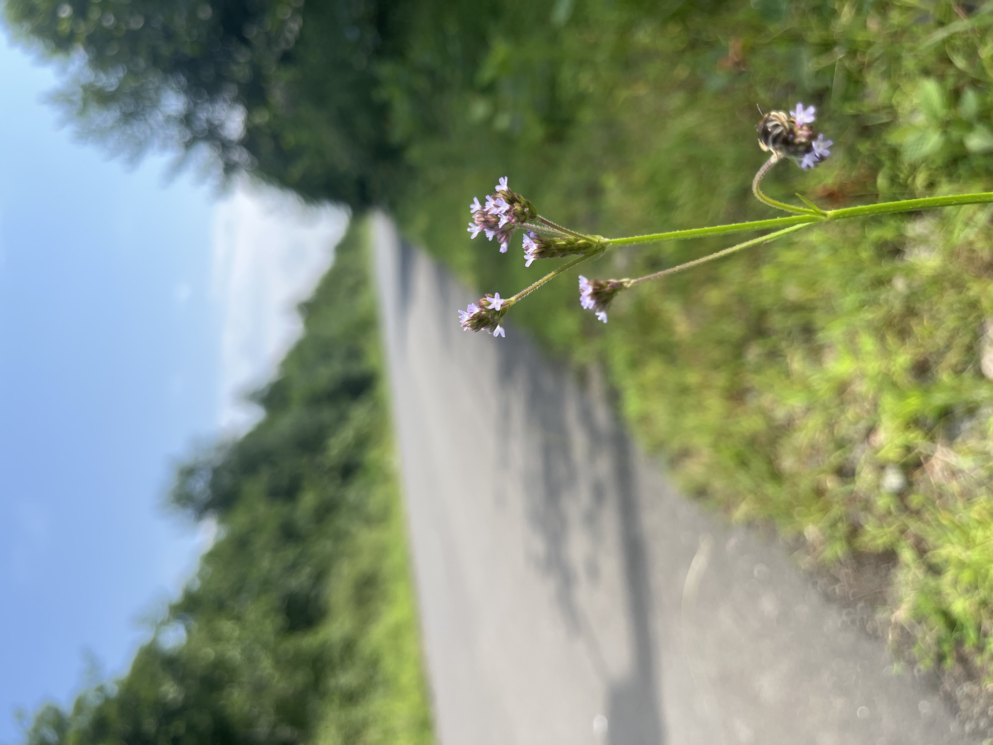 The image captures a close-up view of a delicate purple wildflower on the side of a paved road in Ureki, Georgia. The flower is in sharp focus, showcasing its intricate petals and stem. A bee is seen actively collecting pollen from one of the flower's blooms, highlighting a natural interaction. The background is softly blurred, revealing the gray asphalt of the road stretching into the distance, bordered by lush green grass and foliage on either side. The sky above is a clear, light blue, suggesting a bright, sunny day. The overall scene evokes a peaceful, natural setting within an urban or semi-urban environment.
