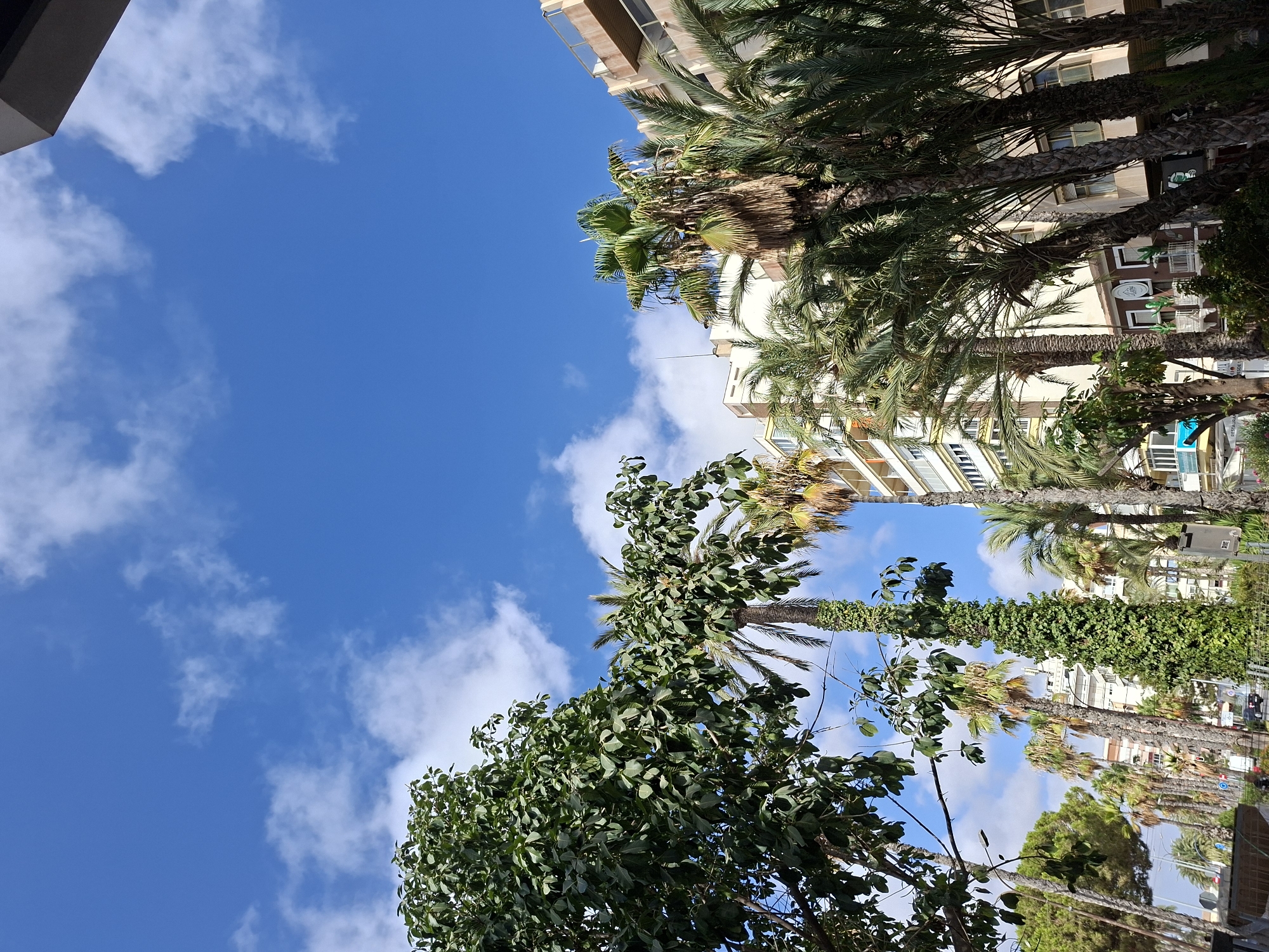 The image captures a sunlit street scene in Torrevieja, Spain, under a vibrant blue sky dotted with scattered white clouds. Tall buildings with balconies line the right side of the street, exhibiting a mix of beige and white facades. Numerous palm trees, some with thick, shaggy trunks and others with slender, vine-covered trunks, are interspersed along the street and in front of the buildings. In the foreground on the left, a large tree with lush green foliage dominates the frame. The overall impression is one of a warm, Mediterranean urban environment.