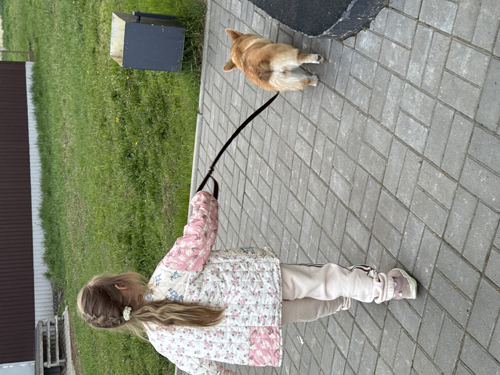 A young girl walks a corgi dog on a leash on a paved walkway. The girl is wearing a floral quilted jacket and light-colored pants. The walkway is bordered by grass and a small black box. In the background, there is a dark brown building with a white trim. The location is not discernible from the image.