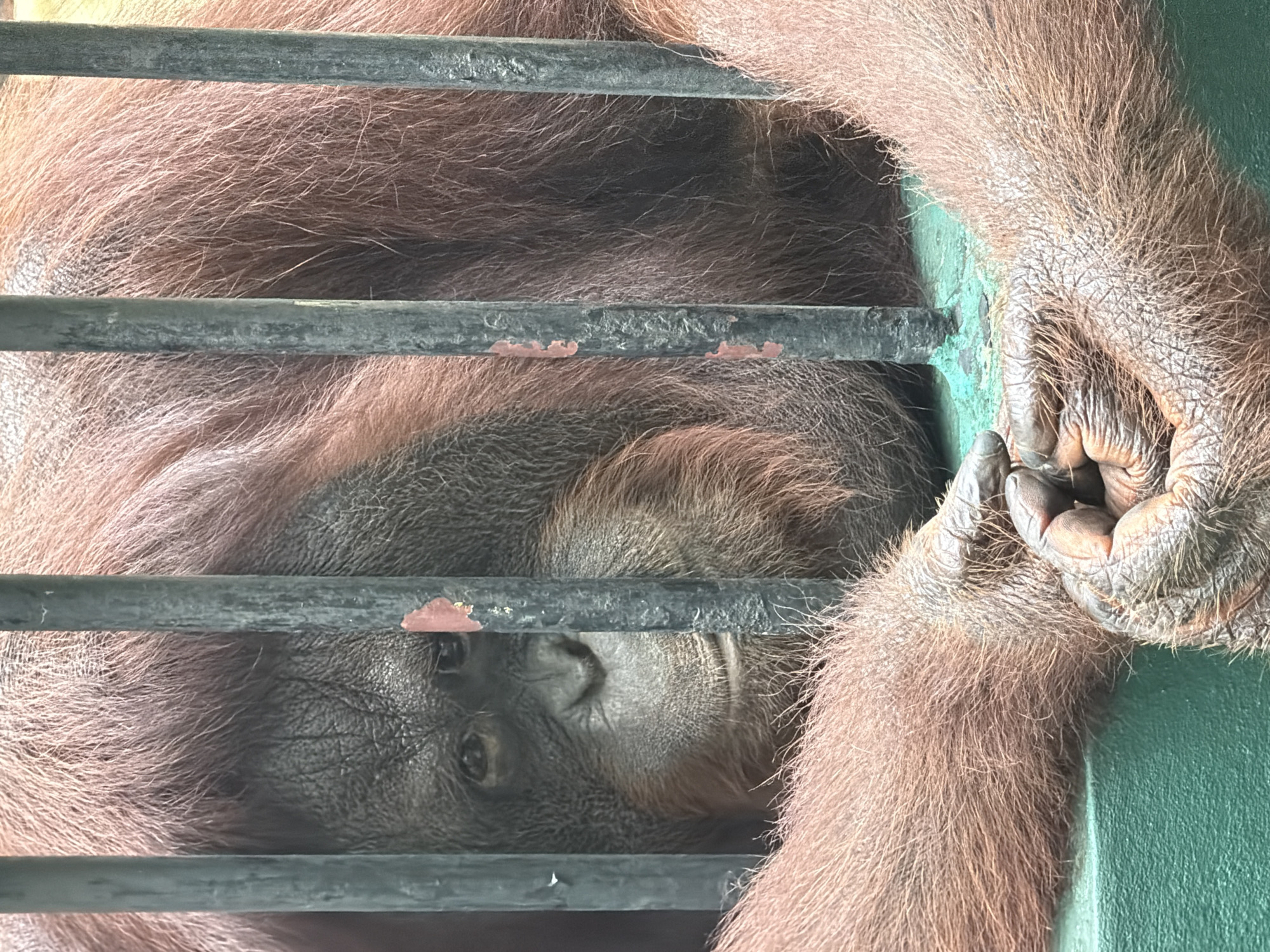 An orangutan is seen in a cage, with its head and hands visible. The orangutan has reddish-brown fur and appears to be looking towards the viewer. The cage bars are dark and vertical. The background is blurred, but a green surface is visible at the bottom of the image. The scene is likely from a zoo or animal sanctuary. No specific location in Bangkok, Thailand can be identified from the image.