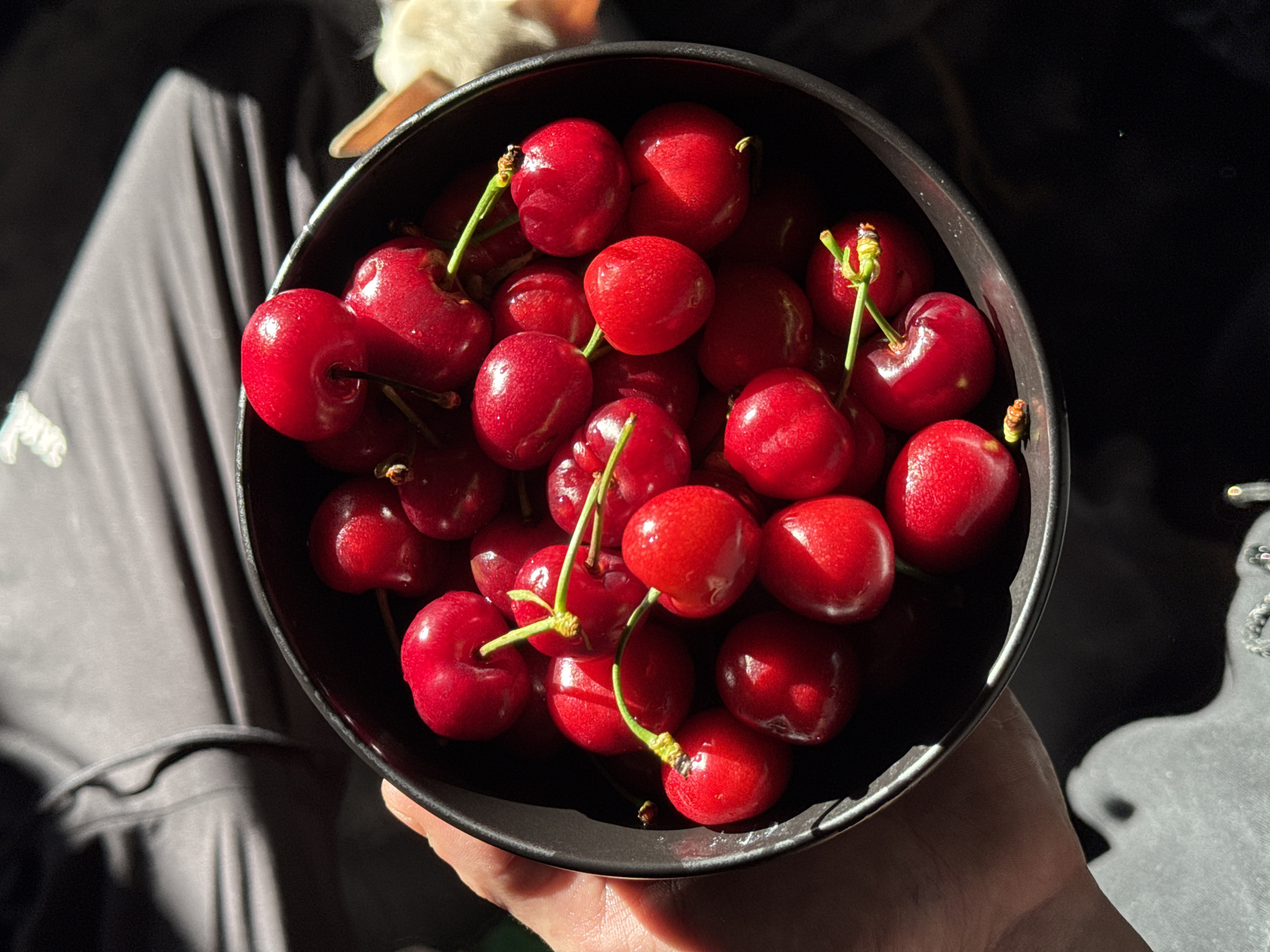 A close-up, eye-level shot depicts a dark-colored bowl brimming with red cherries, many with their stems still attached. The bowl is being held by a hand, with a partial view of a person's clothing on the left side of the frame. The lighting is bright, casting shadows on the cherries and creating highlights that emphasize their glossy surfaces. The background is dark, providing a stark contrast to the bright cherries. There is no indication in the image that places the scene in Sofia, Bulgaria, or any specific geographic location. The image primarily focuses on the cherries and the hand holding the bowl.