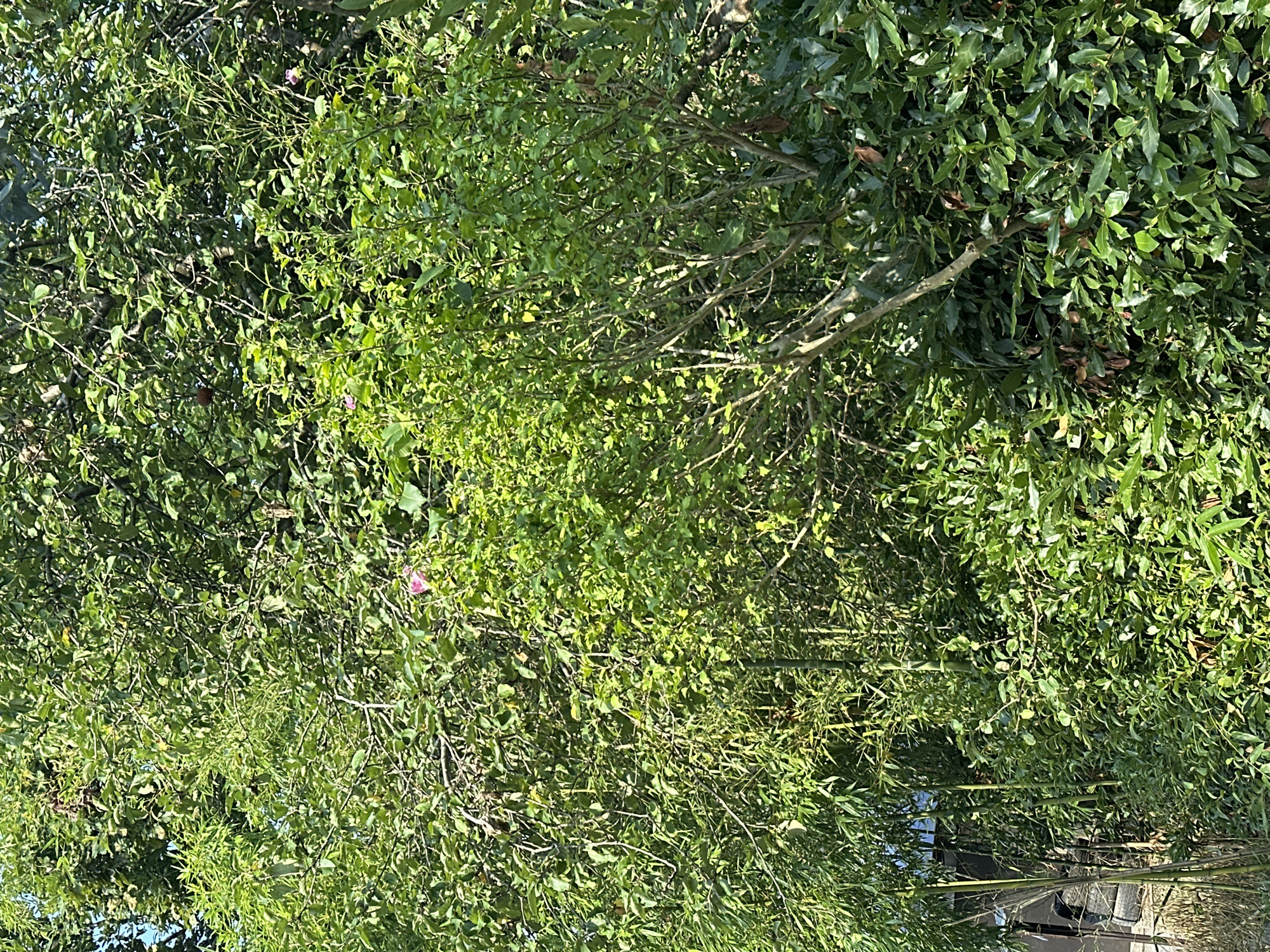 The image shows a dense wall of greenery, likely a garden or park area, in Sochi, Russia. The foliage is predominantly composed of lush green leaves, with some bamboo stalks visible on the left side of the frame. Several branches of a tree or shrub extend into the foreground, their branches sparsely leaved. A single small, pink flower is visible in the upper center of the image, nestled among the leaves. The scene is bathed in sunlight, suggesting it is daytime. There are no people or animals present in the frame, and the overall impression is one of natural growth and vegetation.