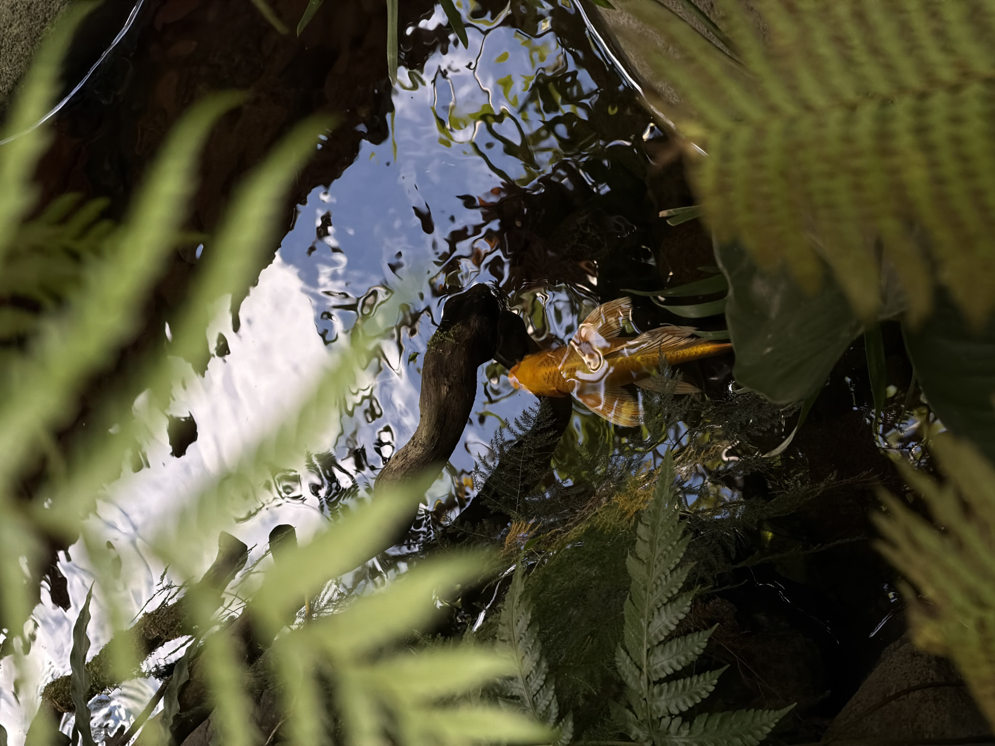 The image shows a koi pond, with ferns surrounding the water. A single, orange koi fish is visible swimming in the pond. Reflections of the sky and surrounding foliage are visible on the water's surface. A small branch extends into the water. The location is North Kuta, Indonesia.