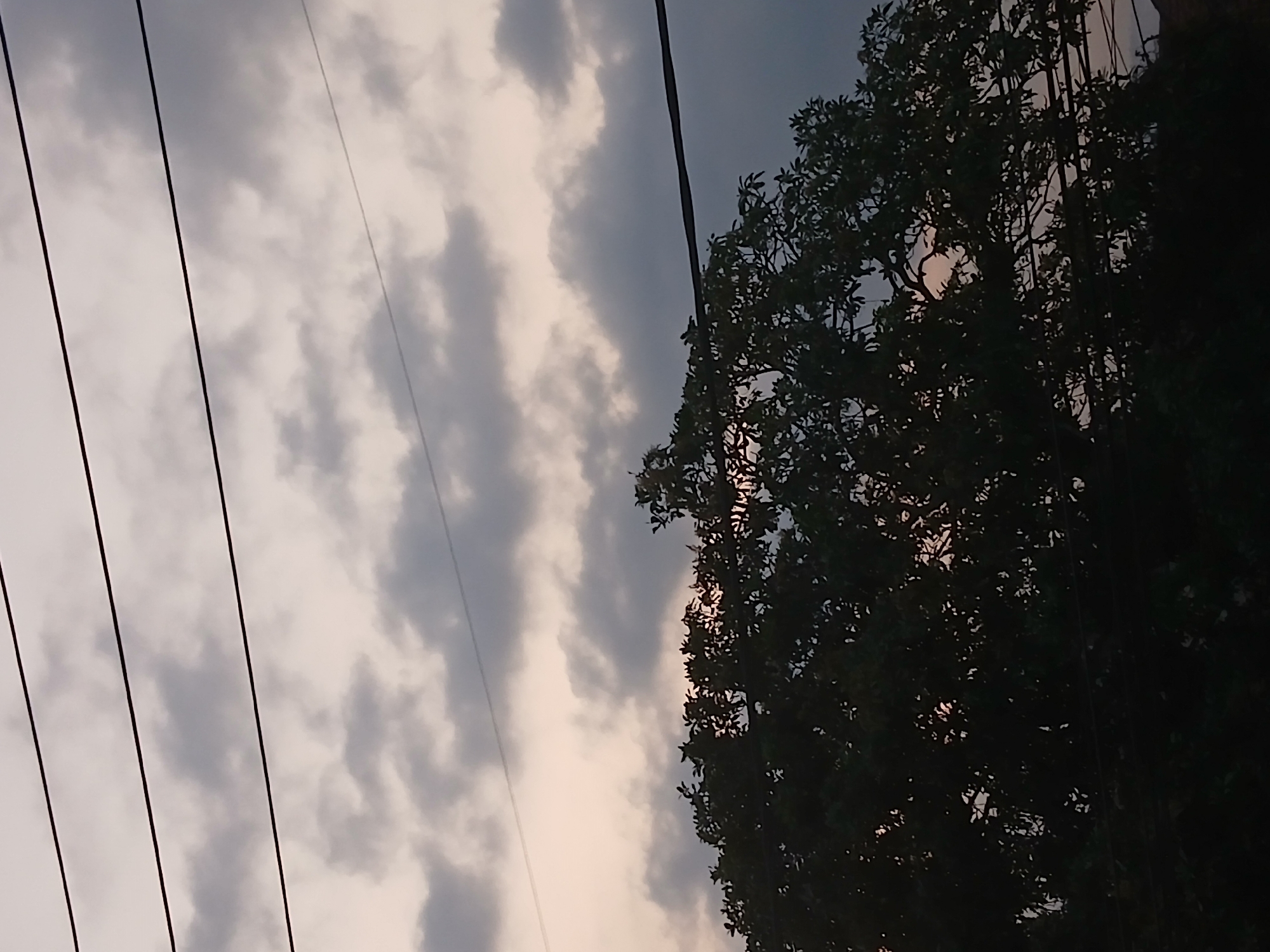 The image captures a dusky sky over Tenggarang, Indonesia, with silhouetted tree branches in the foreground. Four dark, horizontal power lines stretch across the upper portion of the frame. The sky is filled with scattered clouds, ranging in color from light gray to a deeper, muted tone, suggesting either an overcast day or twilight. A dense mass of dark green foliage from a tree occupies the lower half of the image, its leaves and branches forming an intricate silhouette against the lighter sky. The setting appears to be outdoors, possibly a residential or semi-rural area, given the presence of overhead power lines and trees. No people or specific structures are clearly visible, with the focus being on the natural elements against the backdrop of the sky and man-made infrastructure.