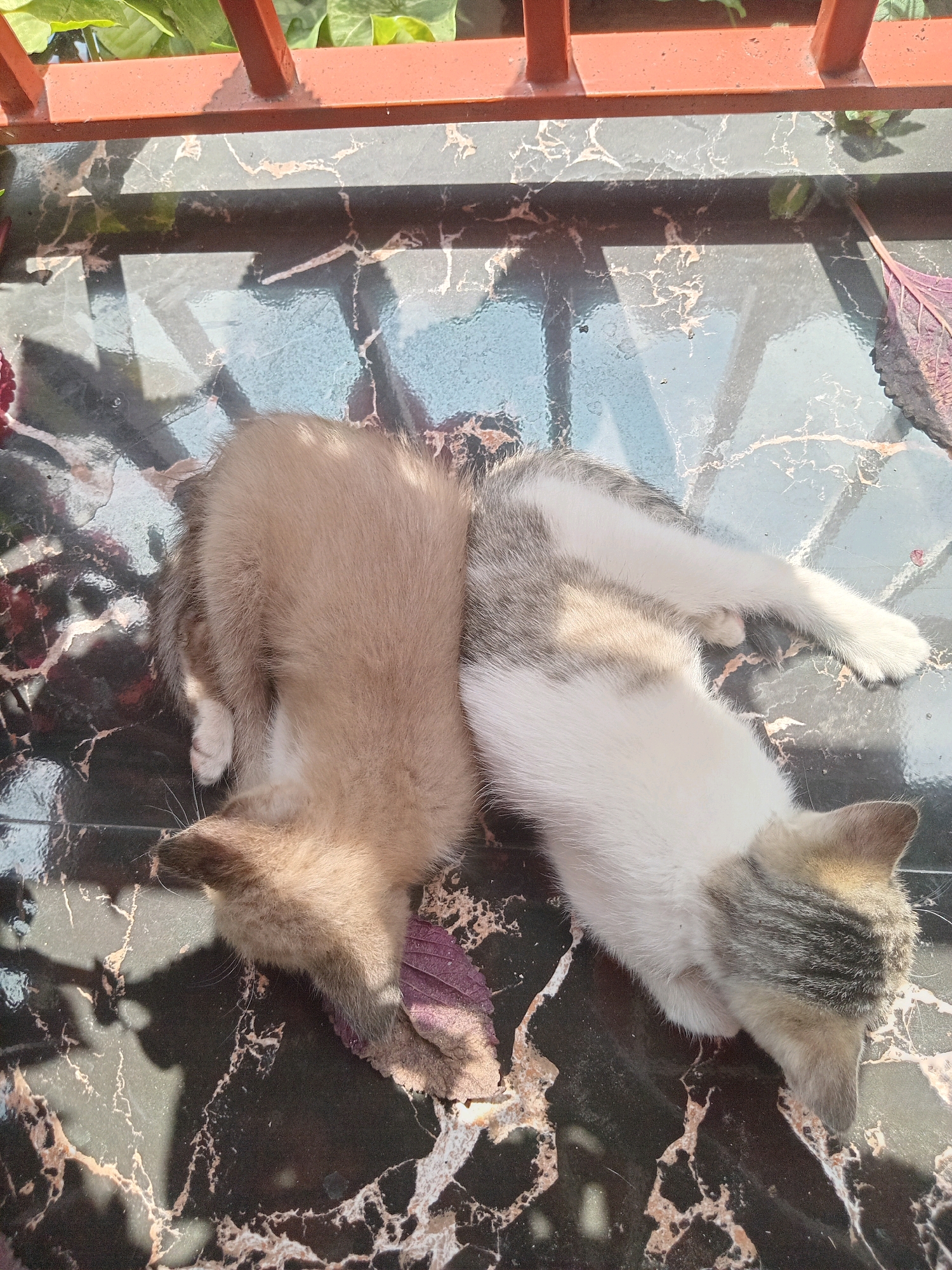 Two kittens are resting side-by-side on a marble-patterned surface. The kitten on the left is predominantly light brown with a white chest and paws. The kitten on the right has white fur with patches of grey tabby markings on its back, head, and tail. Both kittens appear to be sleeping or resting in a sunlit area, as evidenced by the shadows cast on the surface. Green foliage and a reddish-orange railing are visible in the upper portion of the image, suggesting an outdoor setting, possibly a balcony or patio. A fallen purple leaf is present near the kittens. The scene is located in Claket, Indonesia.