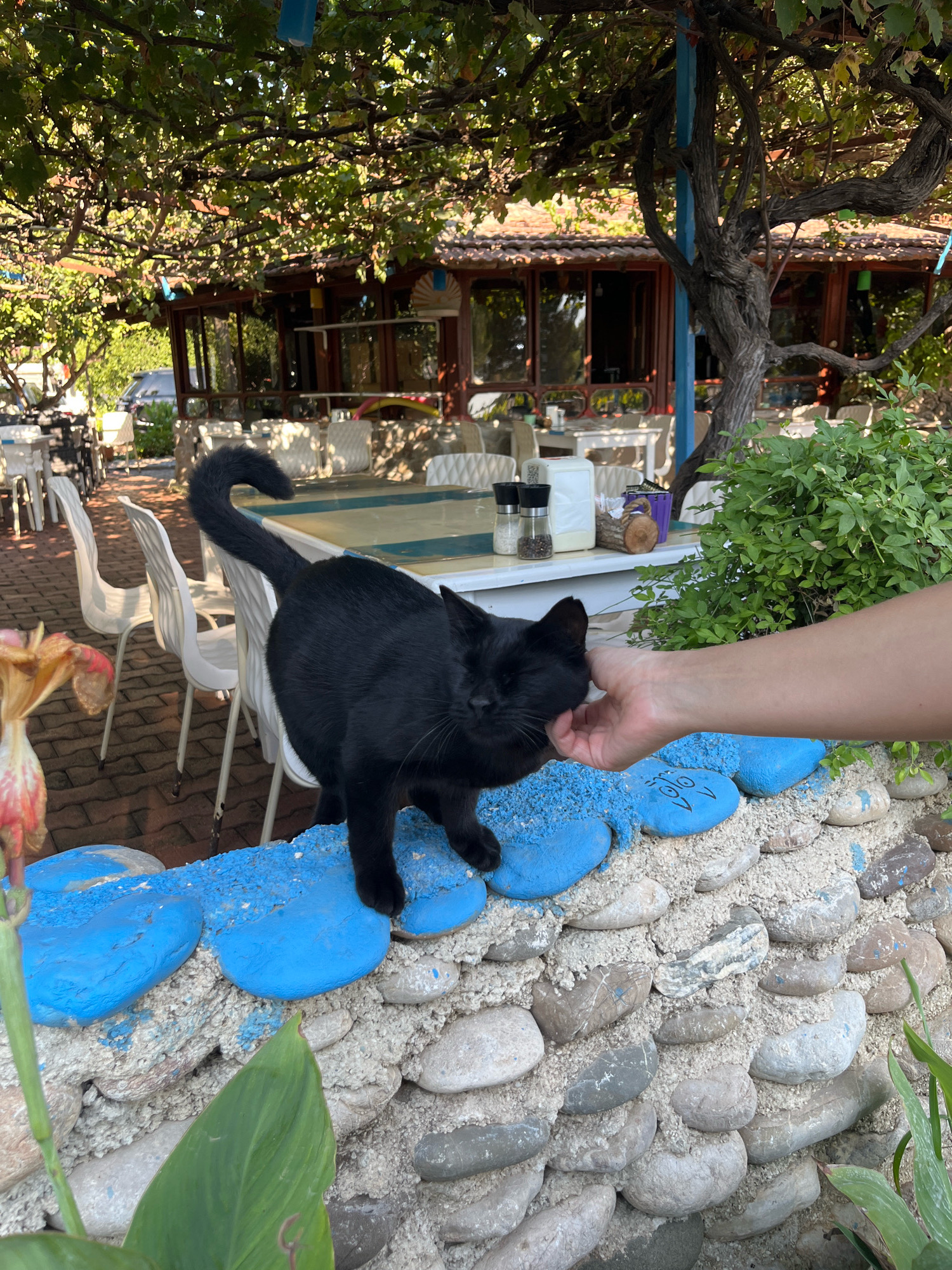 A black cat is being petted by a person's hand as it sits on a decorative wall in Kemer, Turkey. The wall is made of stones and painted blue, with sand between the stones. Behind the wall, a restaurant patio is visible with white tables and chairs, some under the shade of a large tree with grapevines. The cat is facing towards the right of the frame, with its head tilted and eyes partially closed, enjoying the petting. The background shows greenery and the architecture of the restaurant.