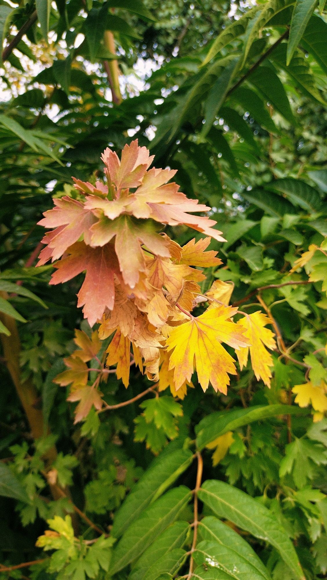 A cluster of leaves transitioning from pinkish-orange to yellow is the central focus of this medium shot image, set against a background of lush green foliage. The leaves are lobed and serrated, with delicate veins visible. Some of the yellow leaves appear dry and curled. The overall setting suggests an outdoor environment, likely a garden or park, in Horishni Plavni, Ukraine. There are no people or animals present in the scene. The lighting is natural, hinting at daylight.