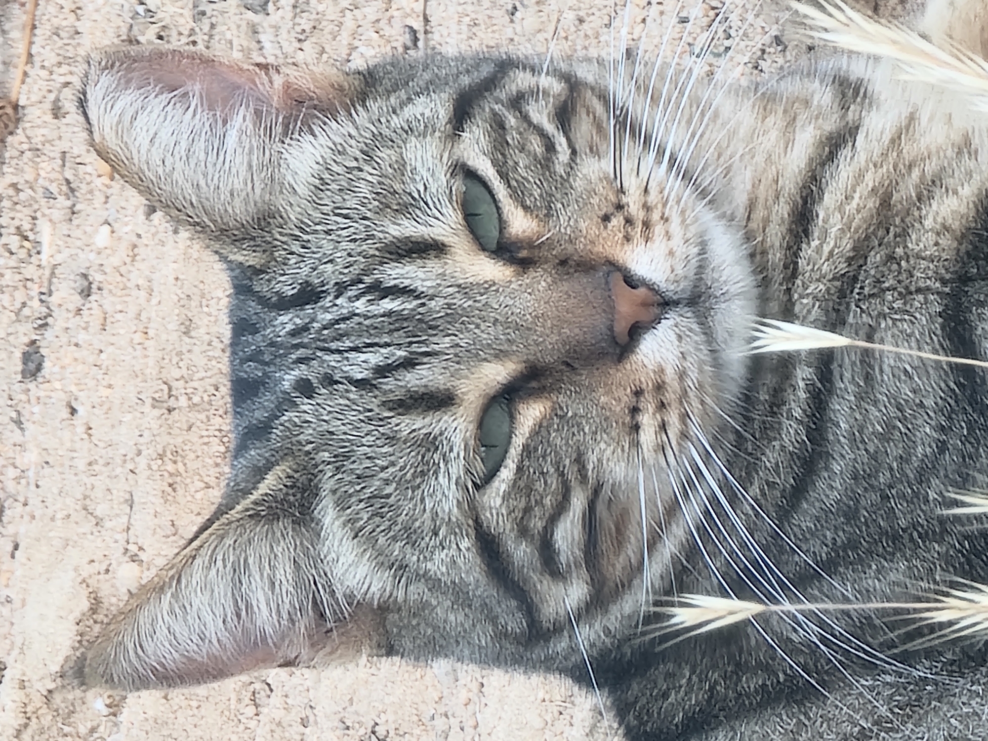 A close-up, eye-level, head-and-shoulders shot captures a tabby cat lying down on a sandy or gravelly surface. The cat is facing forward, with its green eyes partially closed, giving it a relaxed or sleepy appearance. Its fur is a mix of gray, black, and brown stripes. Several strands of dry grass are visible in the foreground, partially obscuring the cat's face and chest. The background consists of an out-of-focus, textured surface that appears to be sand or small stones. The lighting suggests it is daytime, with soft shadows indicating the sun is not directly overhead. The image does not provide any information or context about its location in Quarteira, Portugal.