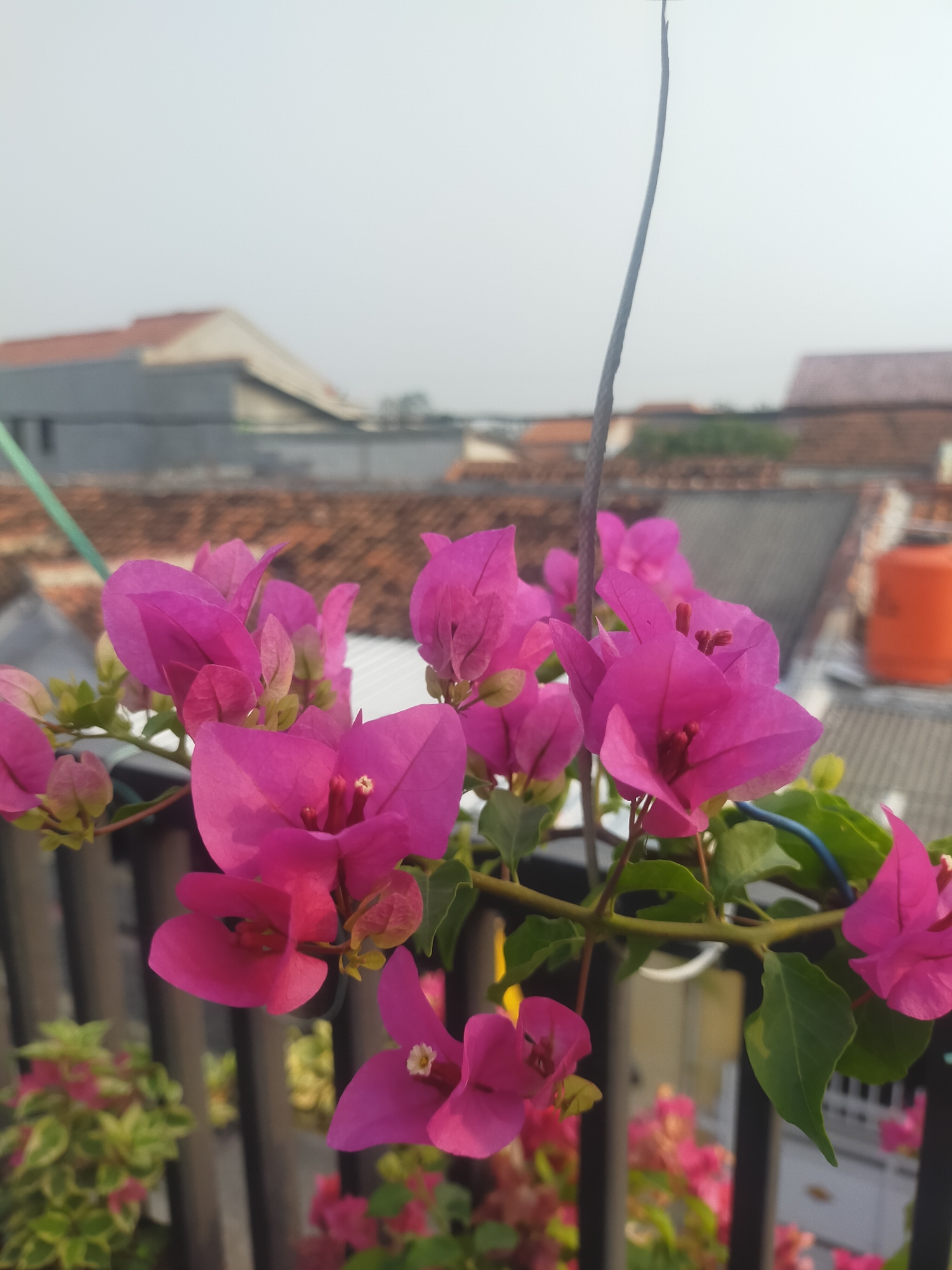 The image captures a close-up view of vibrant pink bougainvillea flowers in full bloom, with their delicate petals unfurling against a slightly blurred background of rooftops and a hazy sky, indicative of an urban environment. The flowers are clustered on a branch, with some green leaves visible. A thin, dark vertical line, possibly a string or thin branch, extends upwards from the center of the frame. In the middle distance, terracotta-tiled roofs of residential buildings are visible, along with a hint of a light-colored wall and an orange water tank on the right. The foreground features a dark, slatted railing, suggesting the flowers are on a balcony or elevated outdoor space. The lighting suggests it is daytime, with soft, diffused light. There are no people or animals present in the image. The scene is likely set on a rooftop or balcony in Tegalandong, Indonesia, given the architectural style of the buildings and the presence of bougainvillea, a common ornamental plant in tropical regions.