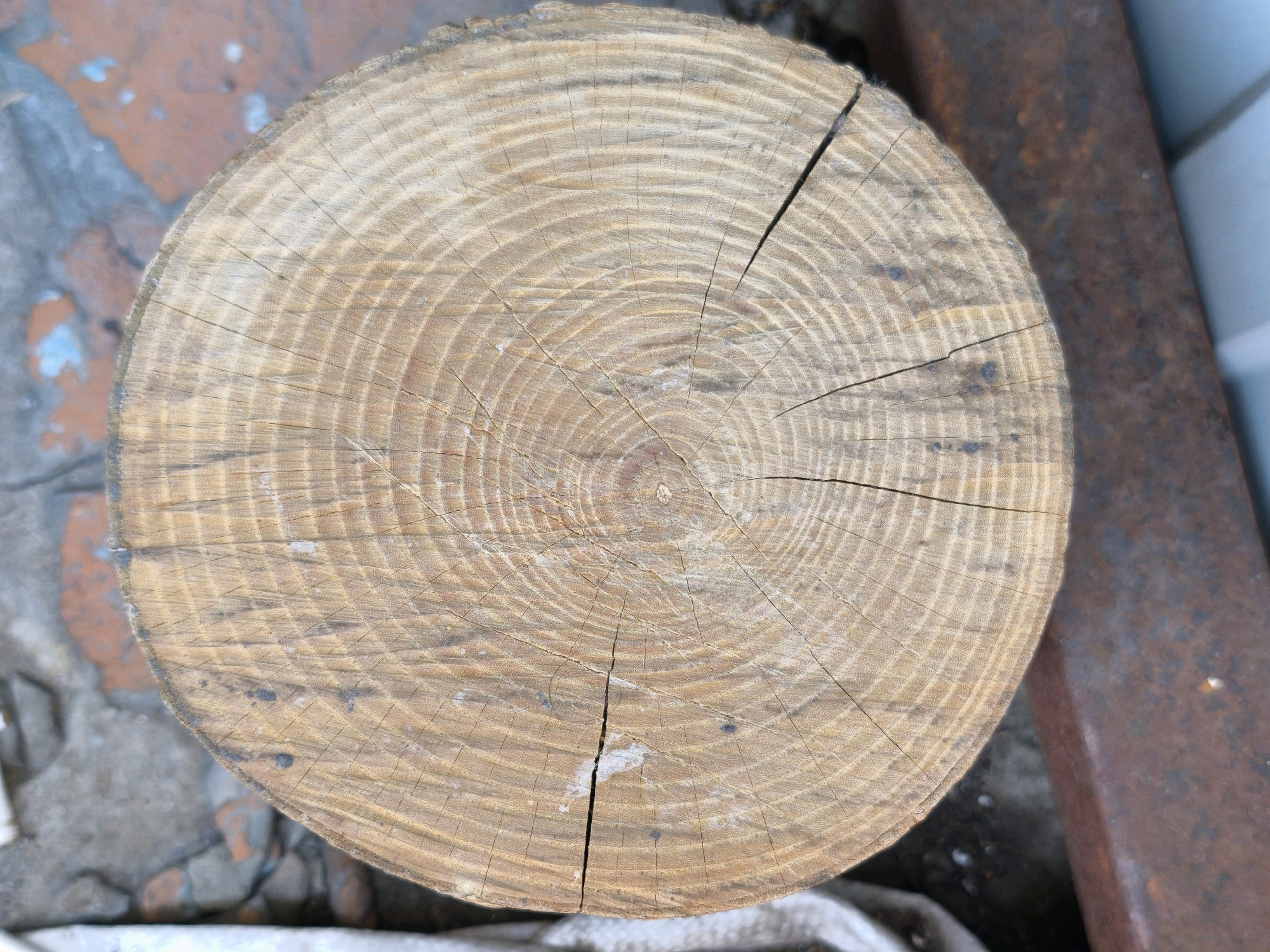 The image shows a close-up, top-down view of a cross-section of a tree trunk, likely resting on a rough, gray, and orange-brown textured surface. A rusted metal beam is visible to the right of the tree trunk. The tree trunk exhibits prominent growth rings and several small cracks. No people or animals are present. The scene appears to be outdoors, possibly in an industrial or storage area. The specific location in Karachayevsk, Russia, cannot be determined from the visual information provided in the image.