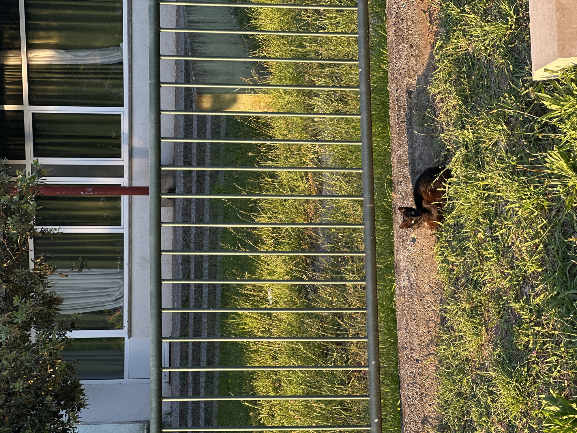 A medium shot of a black cat on a concrete surface next to a grassy area. The cat is facing the camera with its eyes visible. To the left of the cat is a metal fence running vertically. Beyond the fence is a building with multiple windows covered by curtains. The building and fence suggest the location could be a residential or public area. The lighting indicates it is daytime. The image appears to be taken at ground level. The location is Petrovac na Moru, Montenegro.