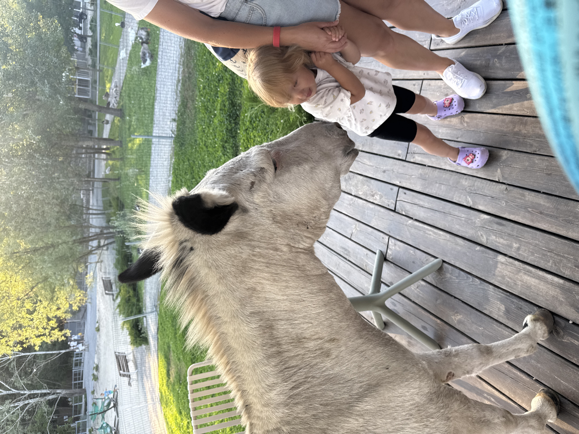 In Orlivshchyna, Ukraine, a light-colored donkey with black ears and a spiky mane is leaning its head towards a young child. The child, wearing a white patterned shirt and black shorts, is holding onto the hand of an adult whose legs are visible, clad in denim shorts and white sneakers. The child is also wearing purple Crocs. They are standing on a wooden deck, with a light gray outdoor chair visible behind the donkey. In the background, a grassy area is visible with trees, a fence, and several geese. Further in the distance, there are playground structures and benches. The lighting suggests it is late afternoon or early evening.