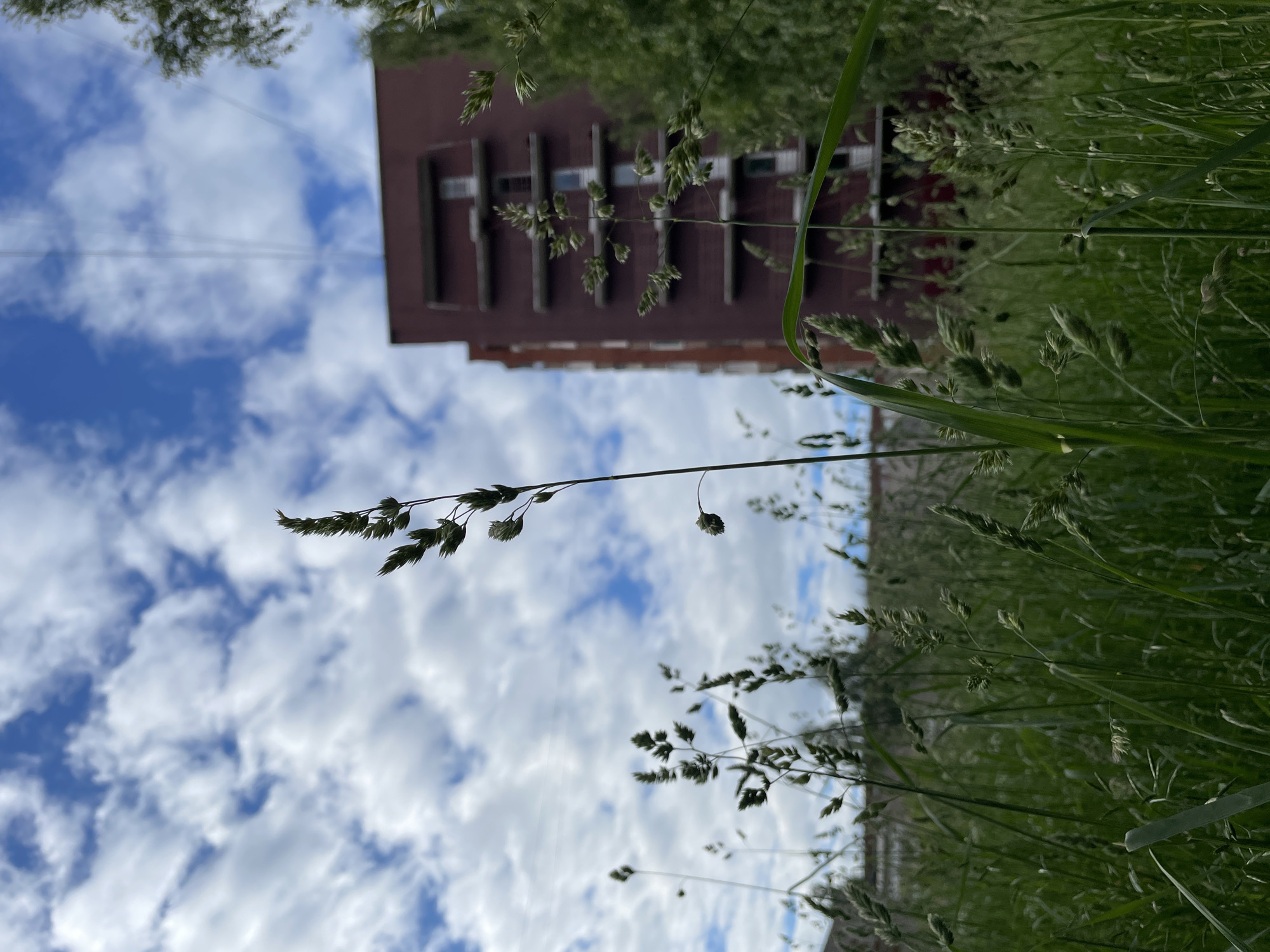 The photograph, taken from a low angle, showcases a dense field of tall green grass and seed heads against a backdrop of a blue sky with scattered white clouds. A modern, reddish-brown apartment building with multiple balconies is visible in the mid-ground to the right. The building has horizontal window frames and several sets of glass doors leading to the balconies. In the foreground, several blades of grass, some with seed heads, are sharply in focus, while the background elements are softer. There are no people or animals in the image. The scene appears to be an urban green space, possibly a residential area in the city of Izhevsk, Russia, given the architectural style of the building and the natural elements. The lighting suggests it is daytime, likely late morning or afternoon, with diffused sunlight. Thin wires, possibly power lines, are faintly visible against the sky.