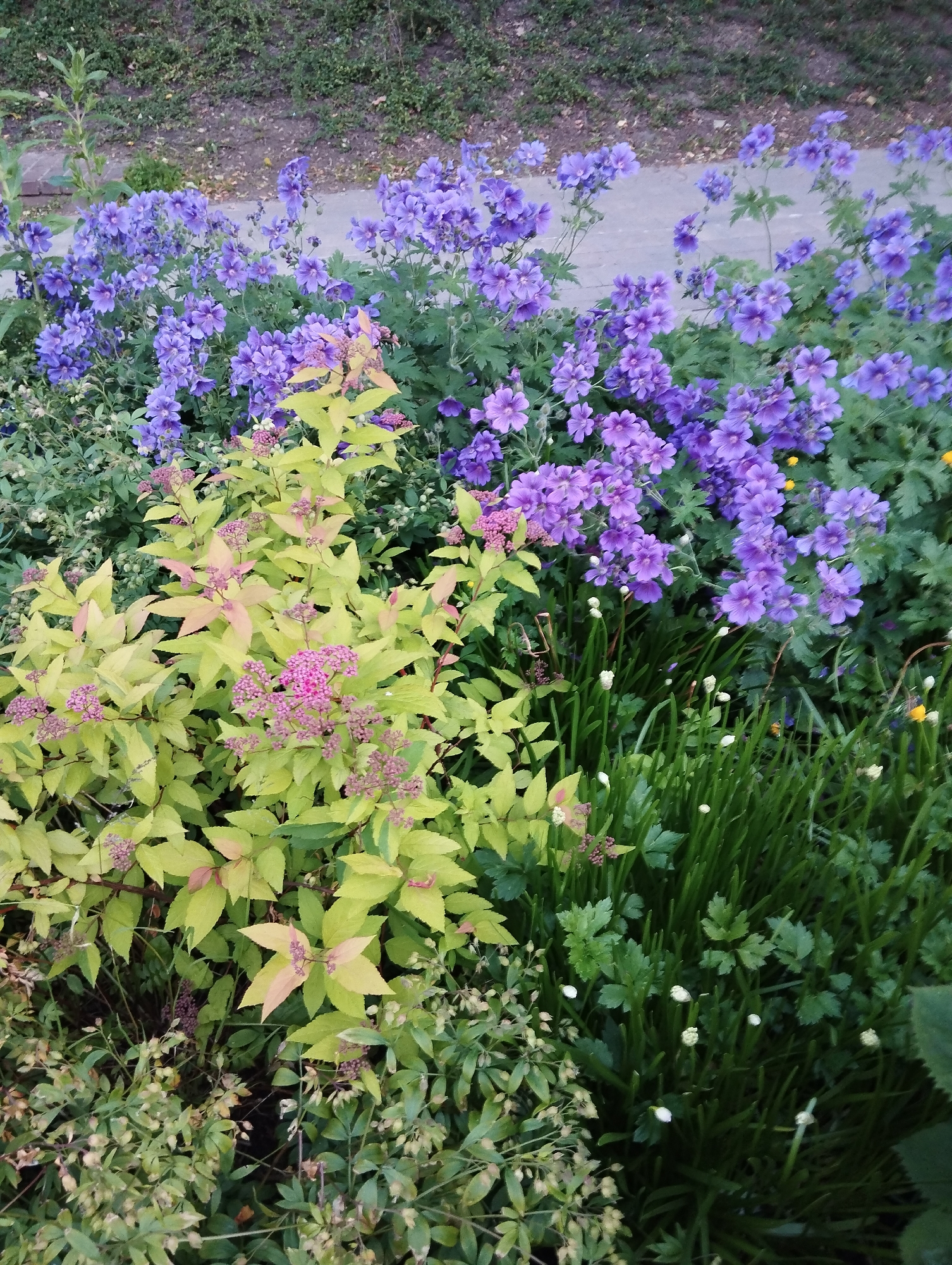 This is a medium-shot, eye-level, outdoor photograph of a flowerbed. The flowerbed is densely planted with a variety of flowering plants and greenery. Prominently featured are clusters of vibrant purple flowers, possibly geraniums, which dominate the upper portion of the image. To the left and lower center, a plant with lime-green and pink-tinged leaves and small pink flower buds is visible. Interspersed throughout the scene are stalks of green grass-like foliage and other green leaves. The background consists of a slightly blurred area of green foliage and a gravelly path or ground cover. The lighting suggests it may be overcast or late in the day, casting a soft glow on the plants. The image does not contain any people or animals. This scene is consistent with a garden or park setting, which can be found in various locations within the city of Kaliningrad, Russia.