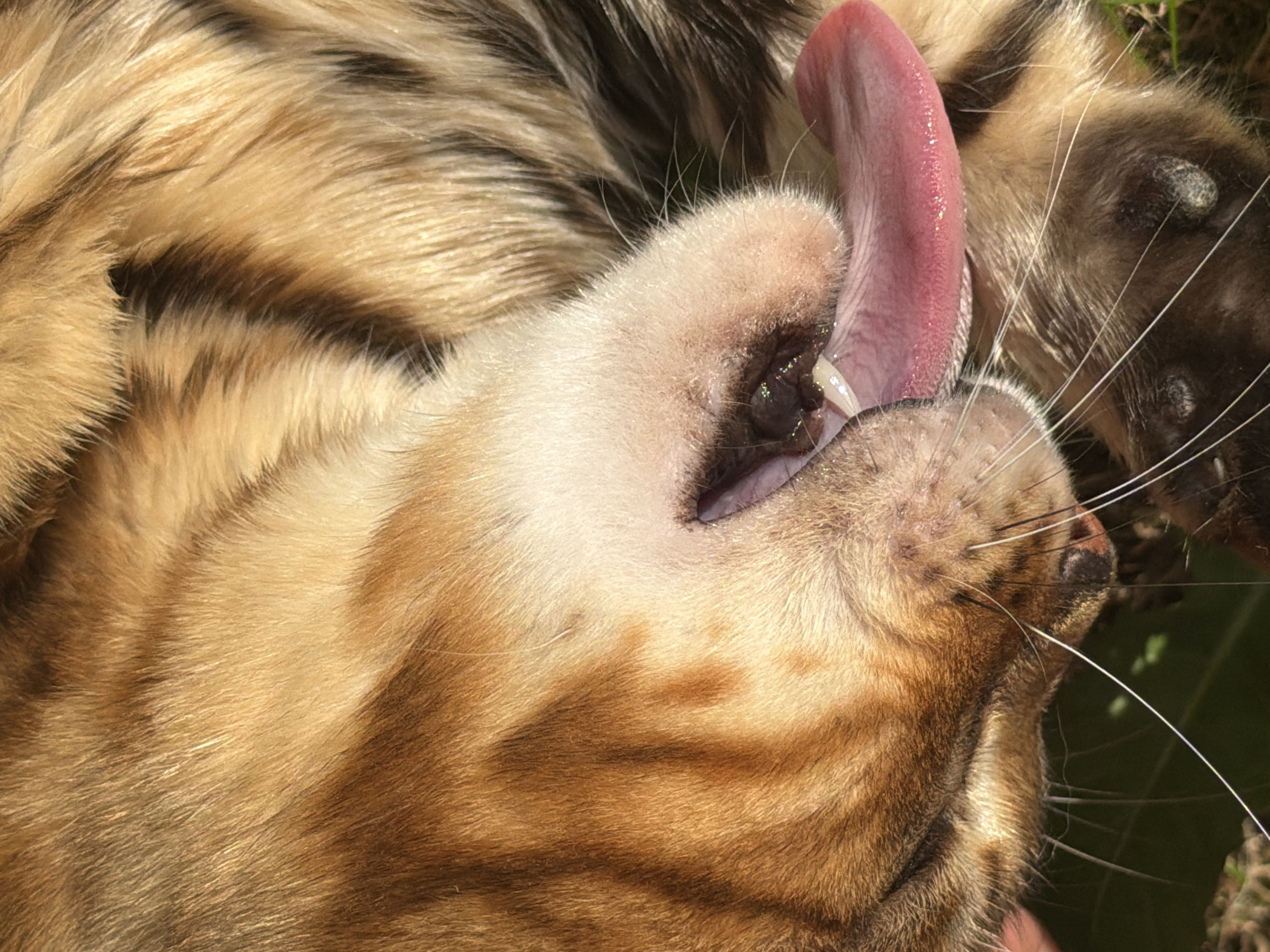 This is a close-up, low-angle, eye-level shot of a Bengal cat's face and tongue, outdoors on what appears to be grass. The cat is lying on its back, with its head tilted upwards and its mouth open, sticking out its long, pink tongue. Its fur is a mixture of tan, brown, and black stripes. The cat's whiskers are long and white, and its eyes are dark. The background is out of focus, but appears to be green foliage, suggesting a natural outdoor environment. There are no people or other animals visible in the image. The lighting suggests it is daytime and sunny. There is no specific information to place this image in Garmisch-Partenkirchen, Germany.