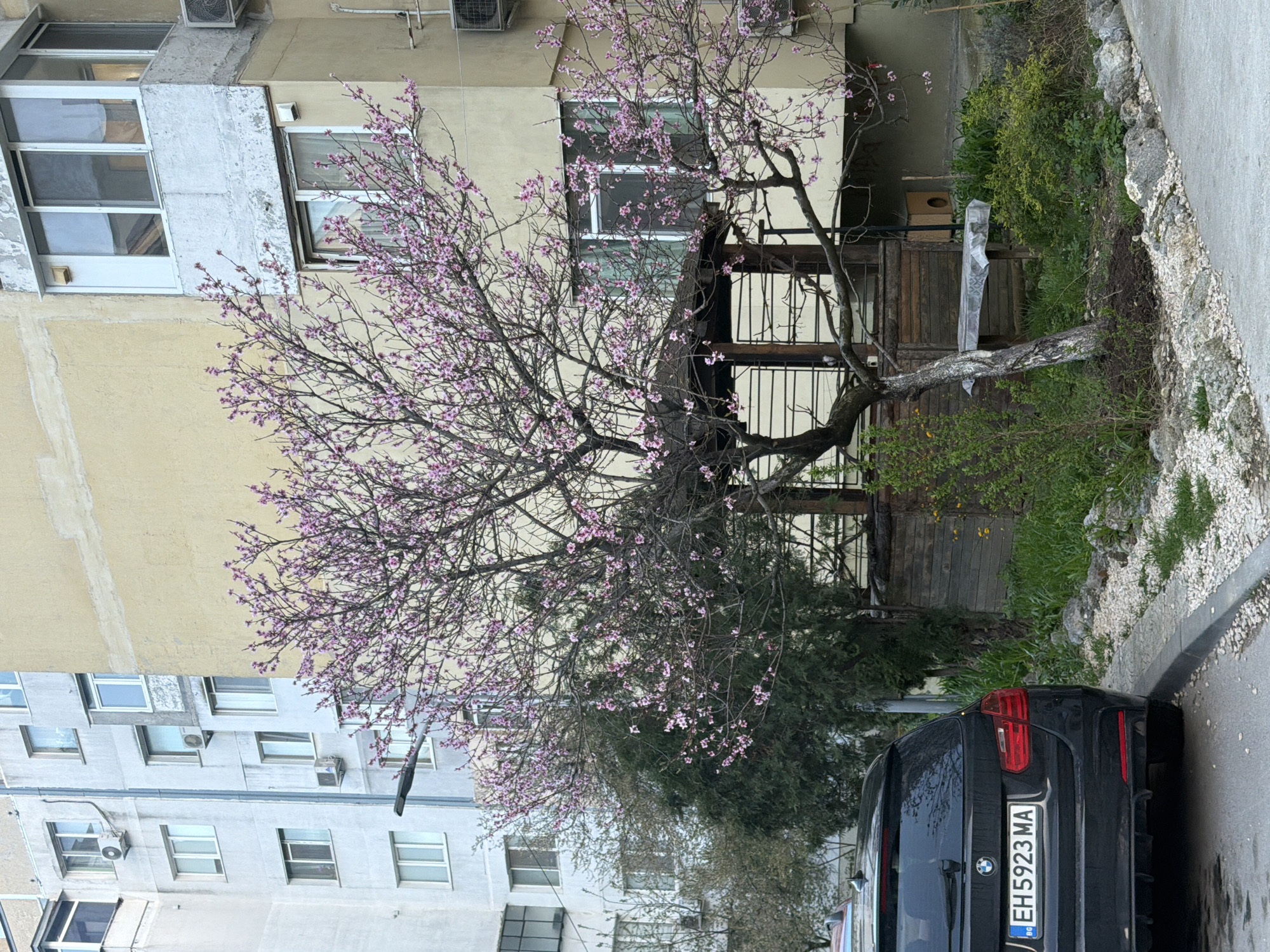 The image depicts an urban scene in Varna, Bulgaria, with a flowering tree as a central element. The tree, possibly a cherry or plum, exhibits numerous pink blossoms, indicating spring. Behind the tree is a multi-story apartment building with beige and grey facades, featuring multiple windows and air conditioning units. Adjacent to the tree is a patch of greenery. A black BMW sedan is parked at the curb, its license plate displaying "EH5923MA" and the Bulgarian flag. The curb is lined with stones and gravel, bordering a paved street.