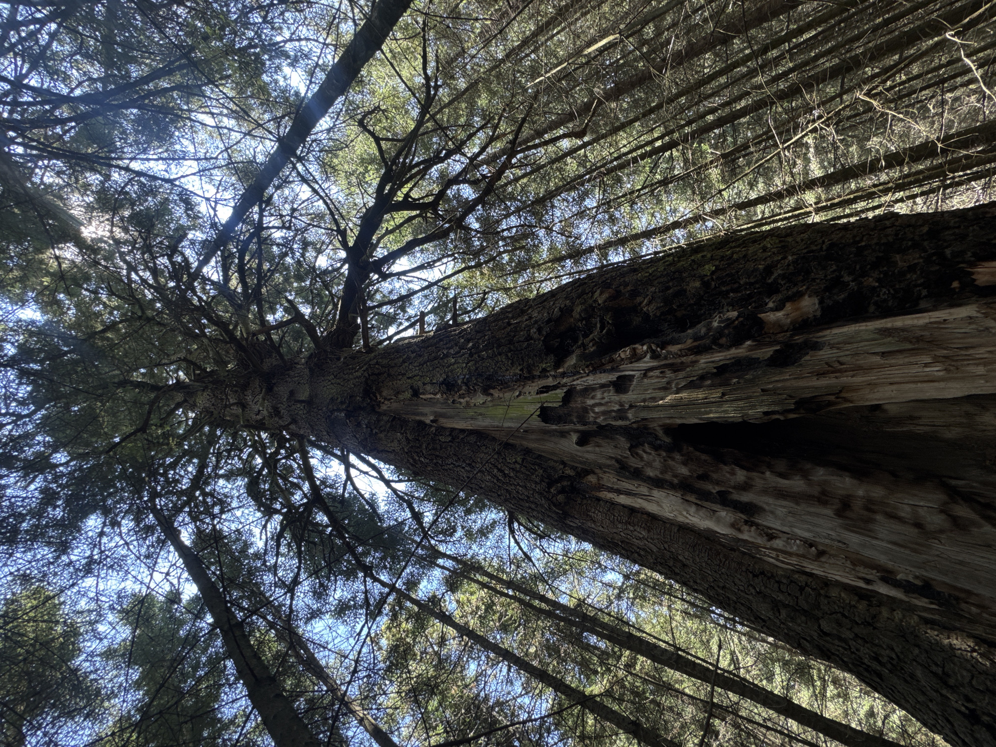 The image shows a low-angle view looking up into a forest canopy. A large, somewhat decayed tree trunk dominates the center of the frame, angled upwards. The bark of the tree is weathered and partially damaged, revealing the wood beneath. Smaller trees surround the central trunk, their straight, thin trunks rising towards the sky. Light filters through the canopy, creating a dappled effect against the blue sky visible in the gaps. The scene appears to be a natural woodland setting. No people, actions or interactions are visible, and the environment is a dense forest. Guadaloupe, Mexico is not discernible.