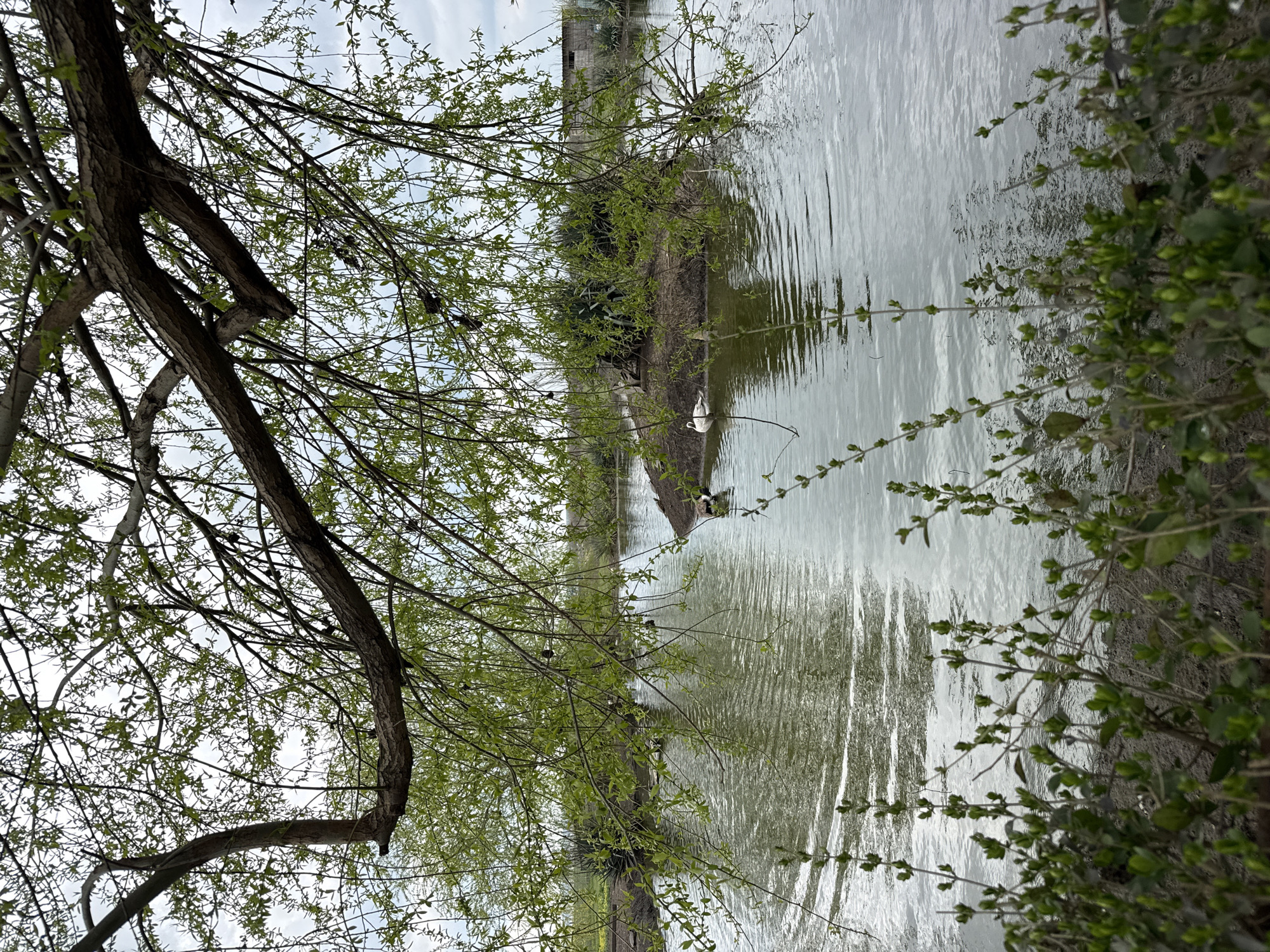 The image captures a narrow body of water, likely a canal or small river, flanked by vegetation on both sides. A bare tree with fresh spring foliage dominates the left foreground, partially obscuring the view. On the opposite bank, dense bushes and small trees are visible. Further down the waterway, a white bird rests on a small patch of land, possibly an islet or peninsula, with the reflection of a building visible in the distance. The water surface is slightly rippled. The scene could be a canal or waterway near the city of Burgas, Bulgaria, given the possible vegetation and architecture.
