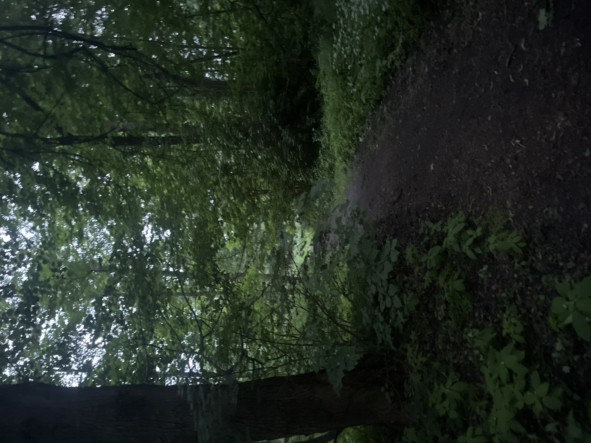 The image depicts a dirt path winding through a dense forest. The trees are tall with lush green foliage, creating a shaded canopy overhead. The path is narrow and appears to be unpaved, with scattered leaves and debris. The overall atmosphere is dark and somewhat overgrown, suggesting a natural, undisturbed setting. There are no people or animals visible in the image. The scene is characteristic of a forest trail in a park or natural area. There is no indication of the specific location within the city of Kołobrzeg, Poland, as the image only shows natural elements without any identifying landmarks or context.