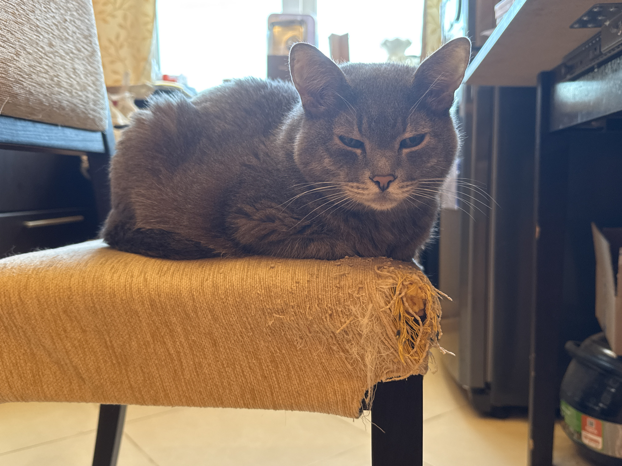 A grey cat is perched on a worn, tan-colored chair cushion. The cushion shows signs of damage, with frayed fabric and exposed stuffing on the right side. The cat is in a loaf position, facing forward with its eyes partially closed. The background suggests an indoor domestic setting, possibly a kitchen or living area, with hints of furniture and possibly a window with curtains. The scene is lit from the front and the right. There is no information about the location in Solikamsk, Russia.