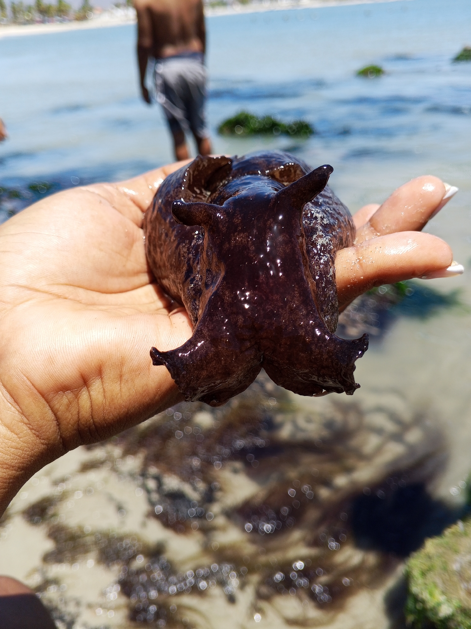 A hand holds a dark, bulbous sea hare on a beach in an unknown location. The sea hare is dark brown with bumpy skin and prominent rhinophores. The hand is tan and smooth. In the background, a person in gray shorts stands in shallow, clear water near seaweed-covered rocks. The sky is bright blue.