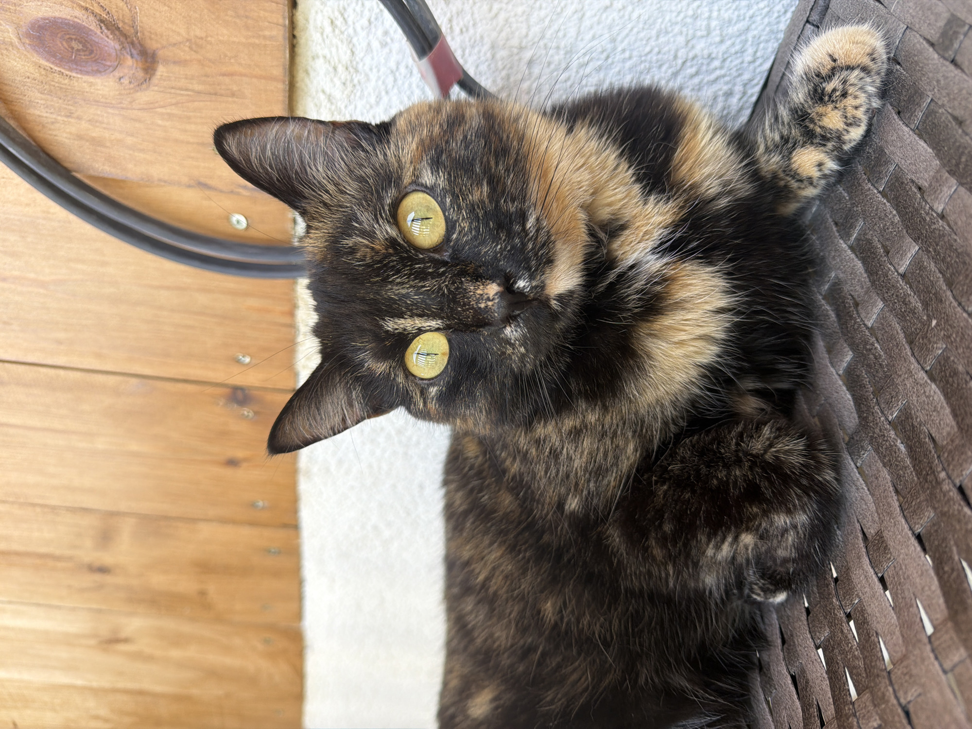 In Malinovka, Russia, a tortoiseshell cat with striking yellow eyes rests on a brown woven surface. The cat's fur is a mottled pattern of black, brown, and orange. Behind the cat, a light-colored wall transitions to a wooden fence. Two black cables, one thicker than the other, run vertically against the wooden fence, with a small section of red tape visible on the thinner cable. The overall environment appears to be outdoors, possibly a patio or backyard area.
